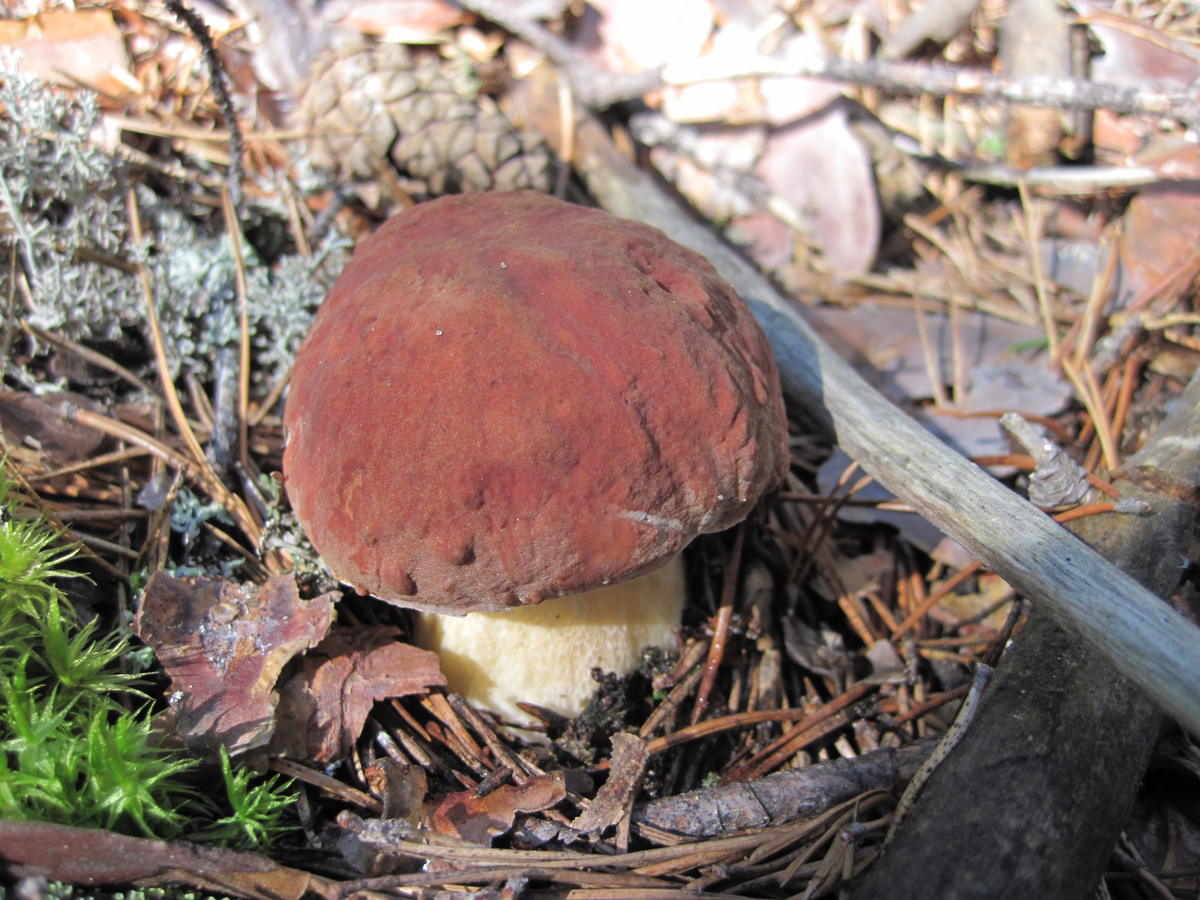 ядовитые грибы нижегородской области фото и название