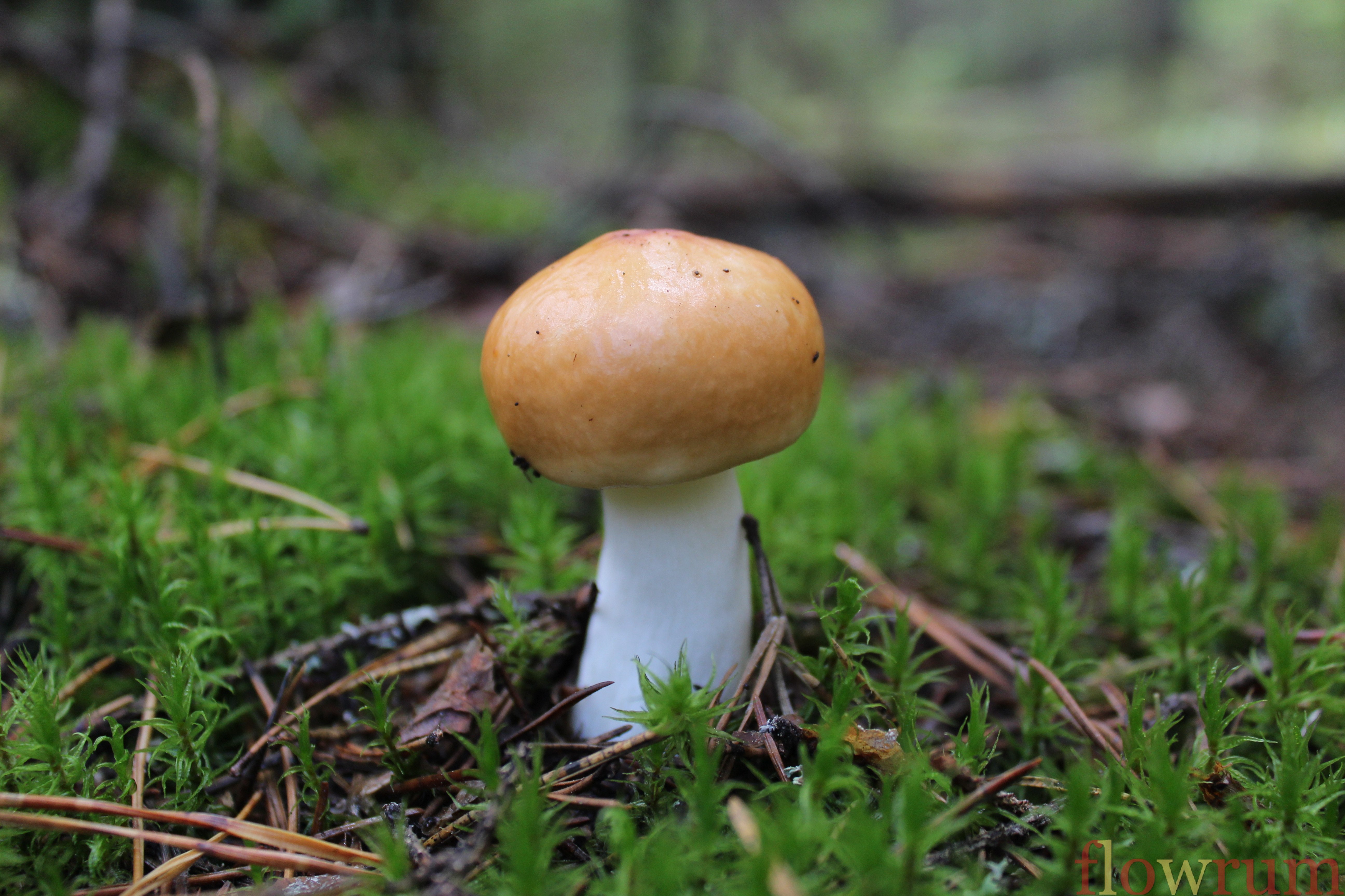 ядовитые грибы нижегородской области фото и название