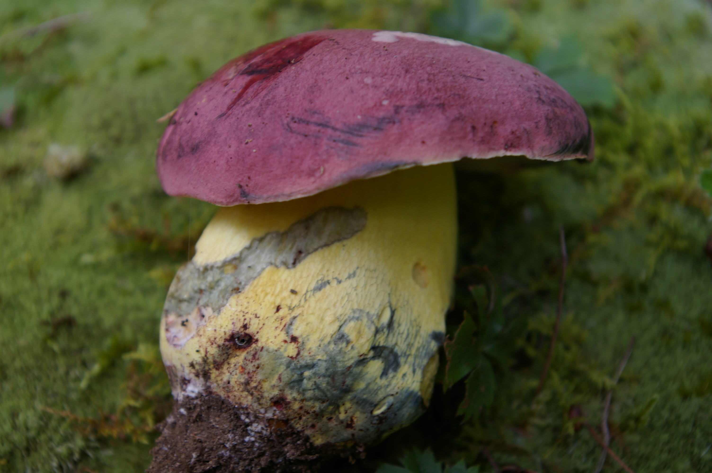 Болетовые грибы съедобные