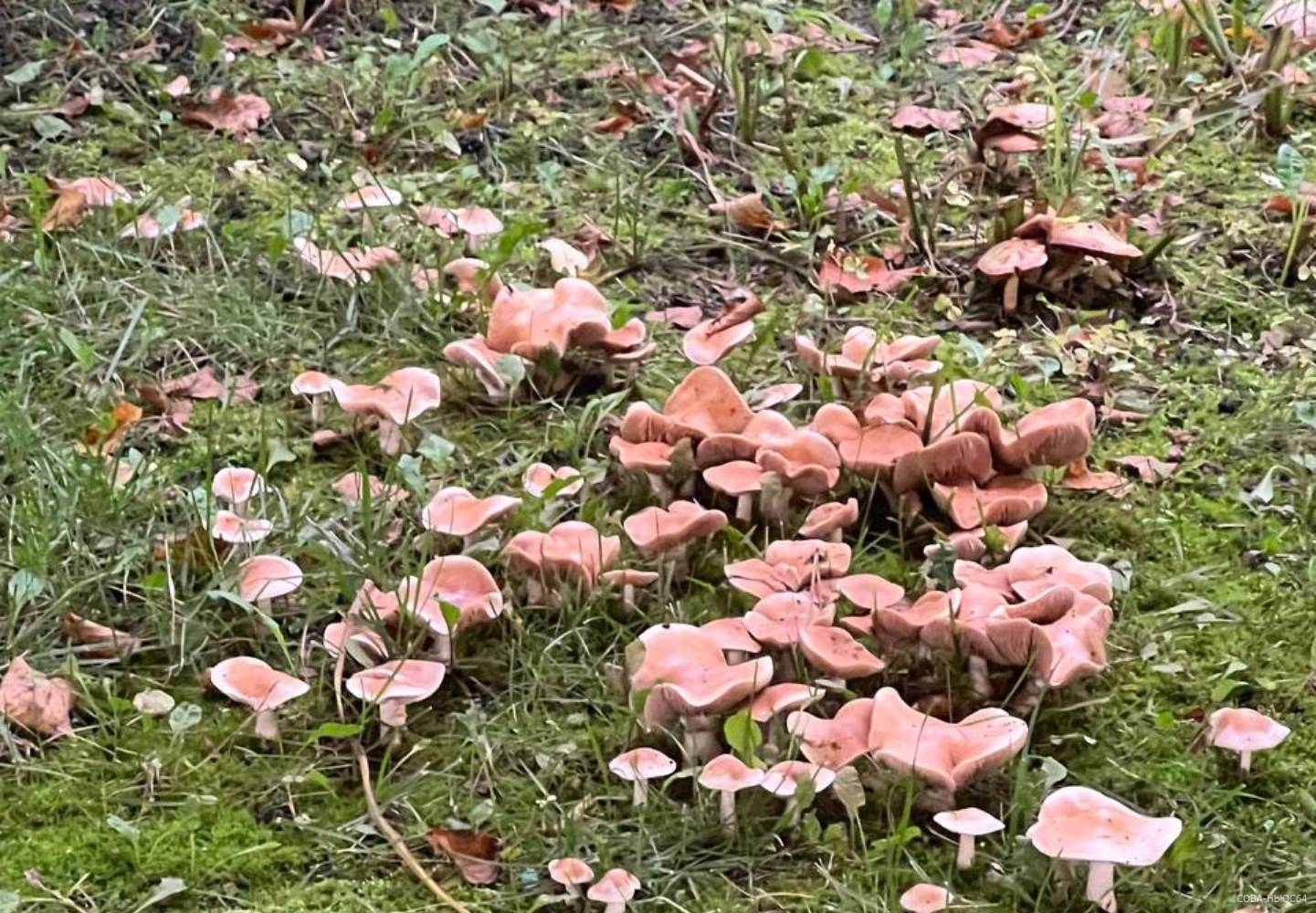 Осенние грибы в Саратовской области