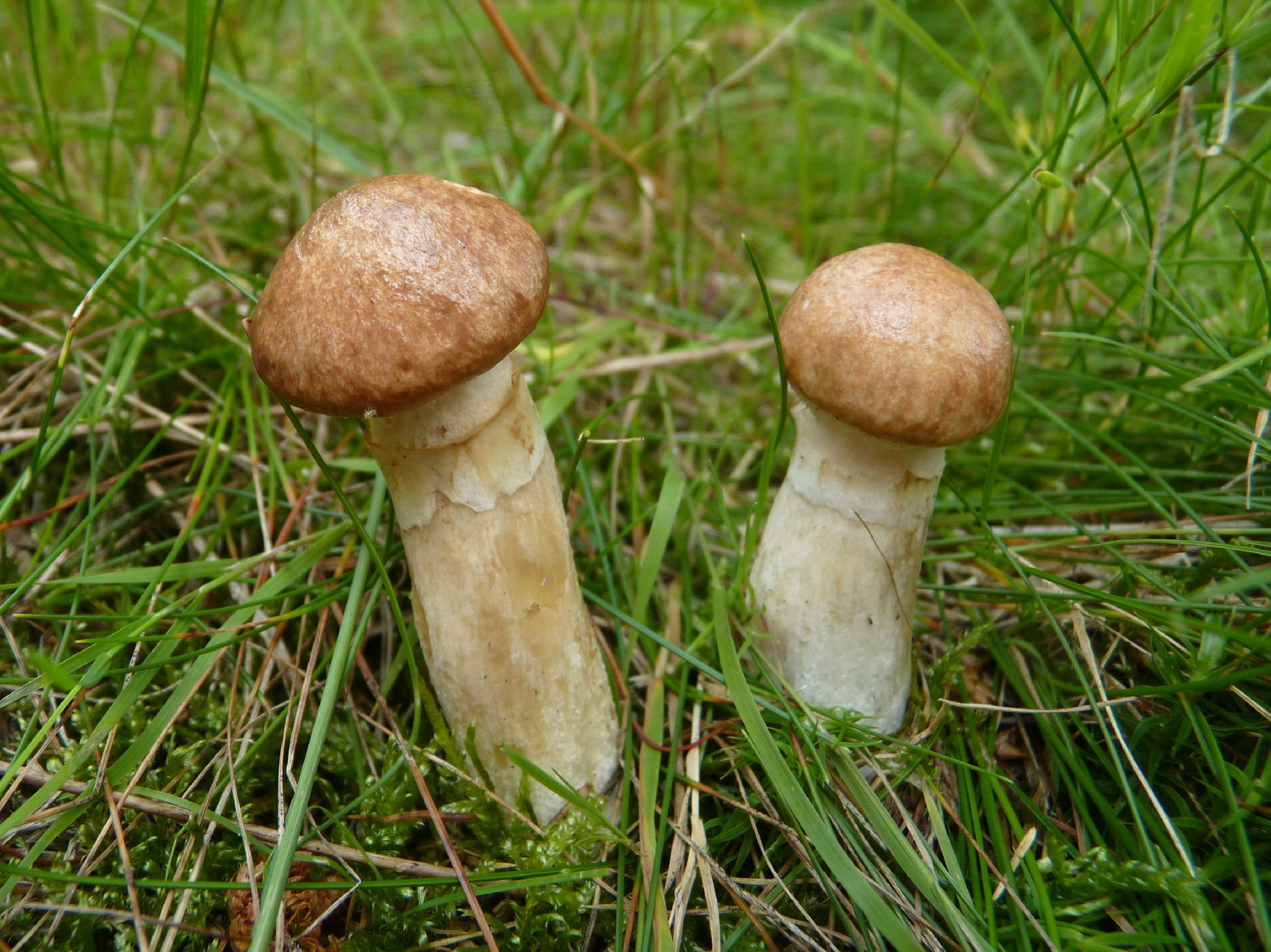 Маслята грибы поганки