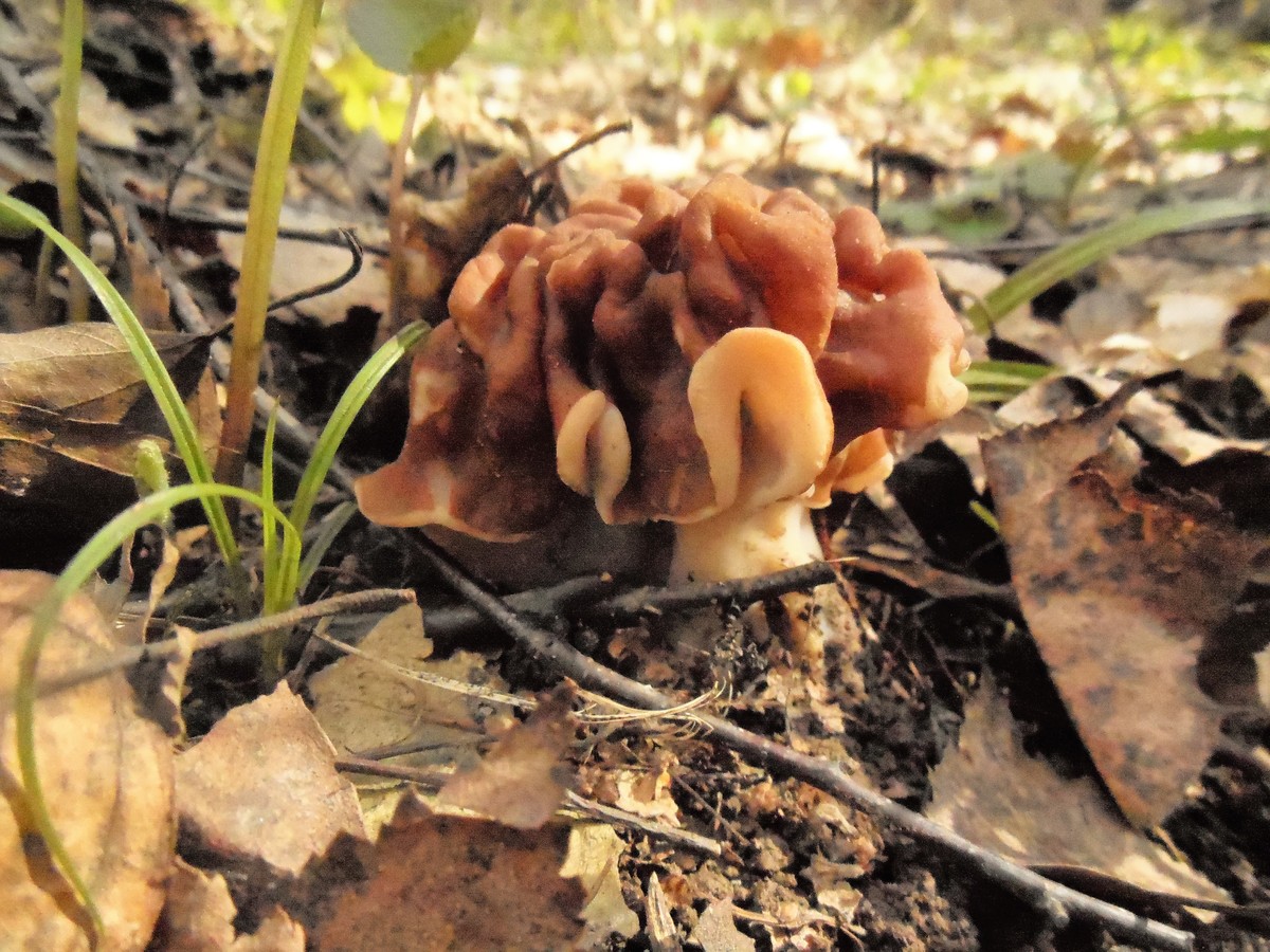 Редкие грибы Подмосковья