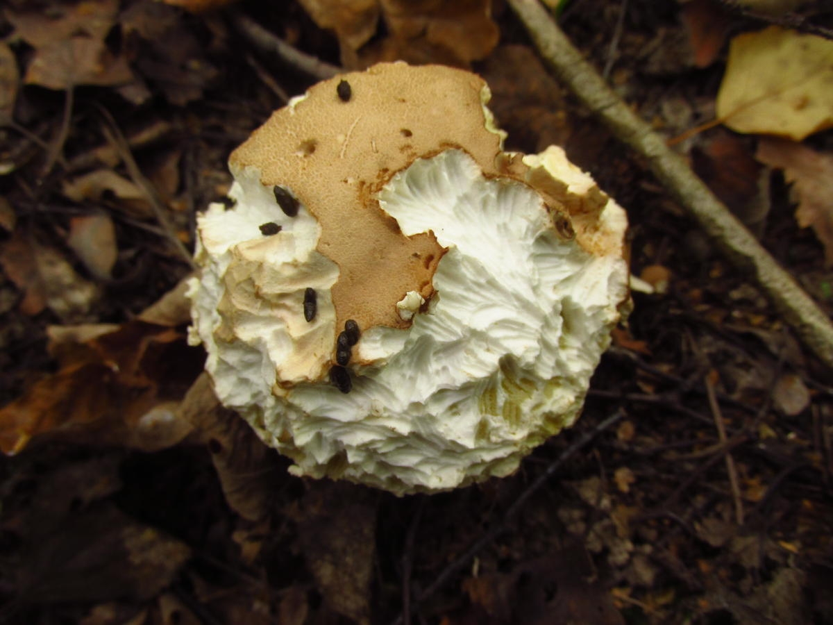 Весенние грибы Подмосковья
