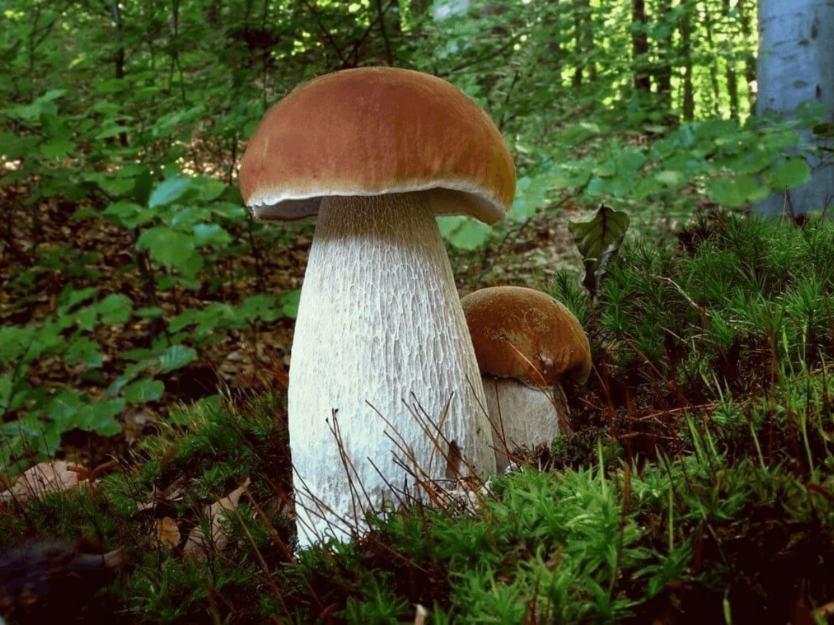 Гигантский гриб Боровик