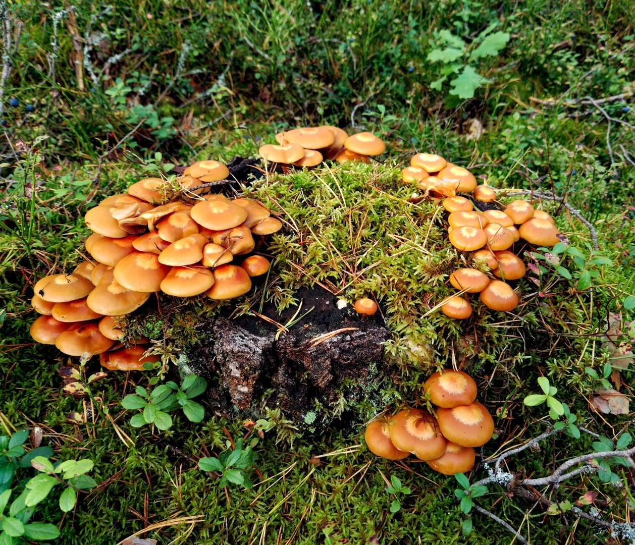 Съедобные грибы Псковской области