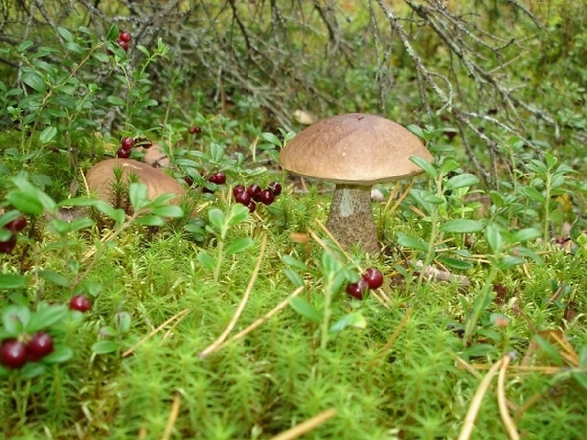 Смешанные леса грибы