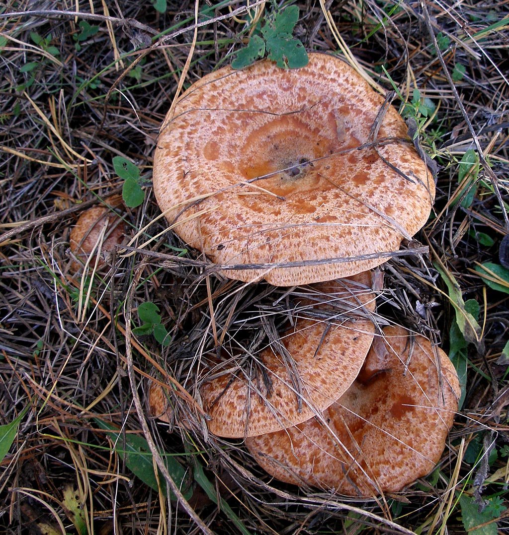 фото грибов еловиков