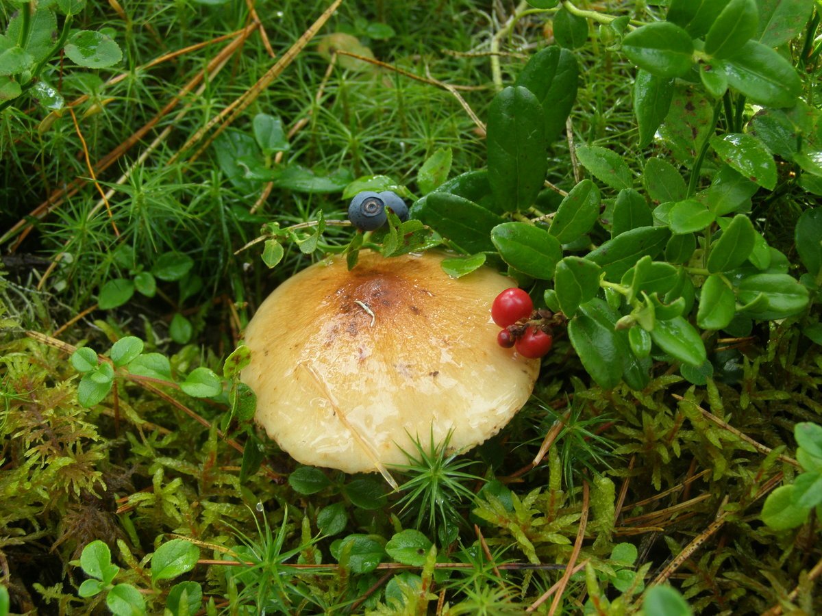 Седобные грибы мурманскп