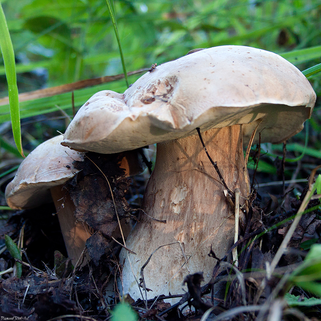 Съедобные грибы Забайкалья