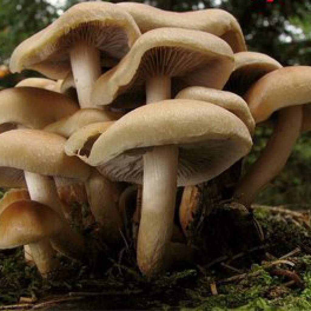 Опята грибы несъедобные