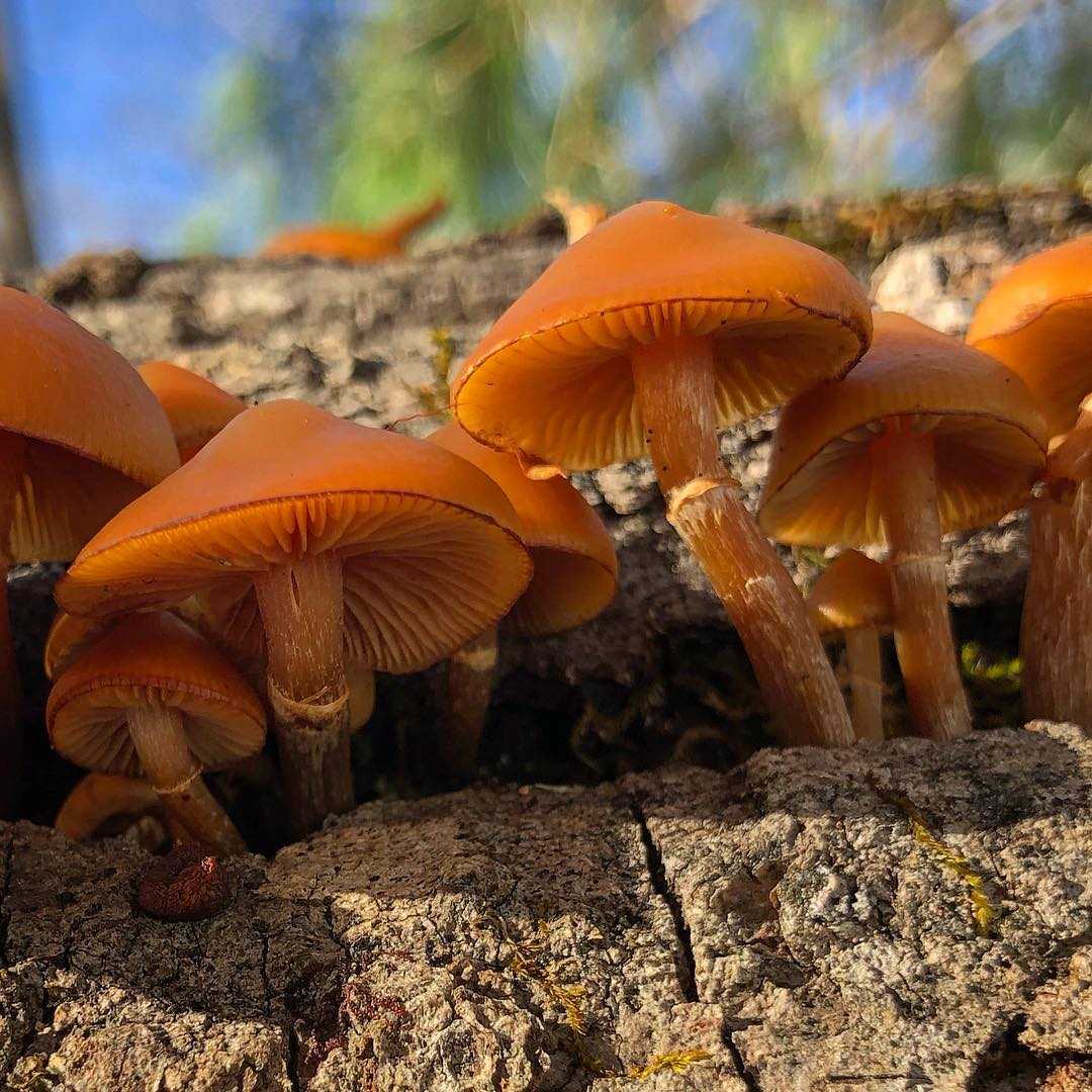 Галерина окаймлённая ядовитые грибы