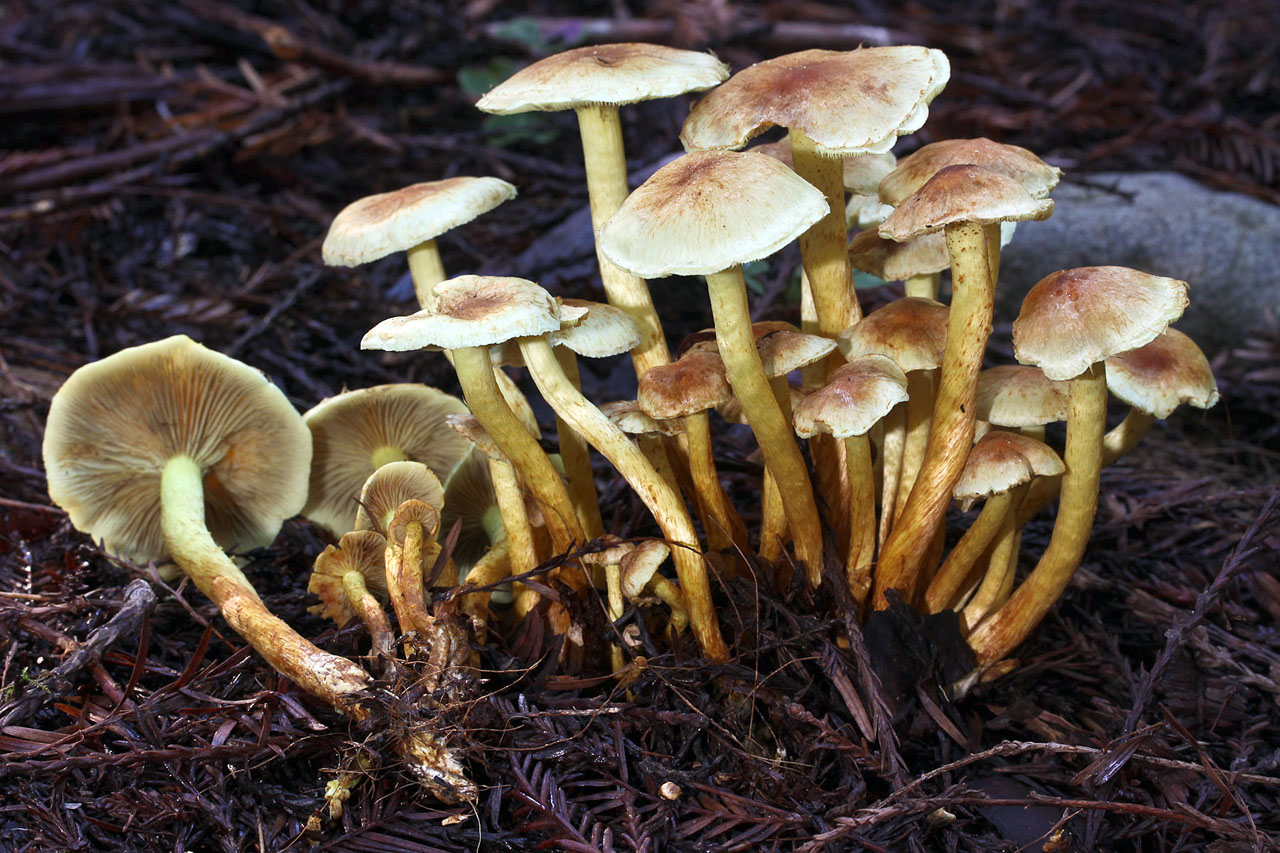 Ложноопёнок серно-жёлтый гриб