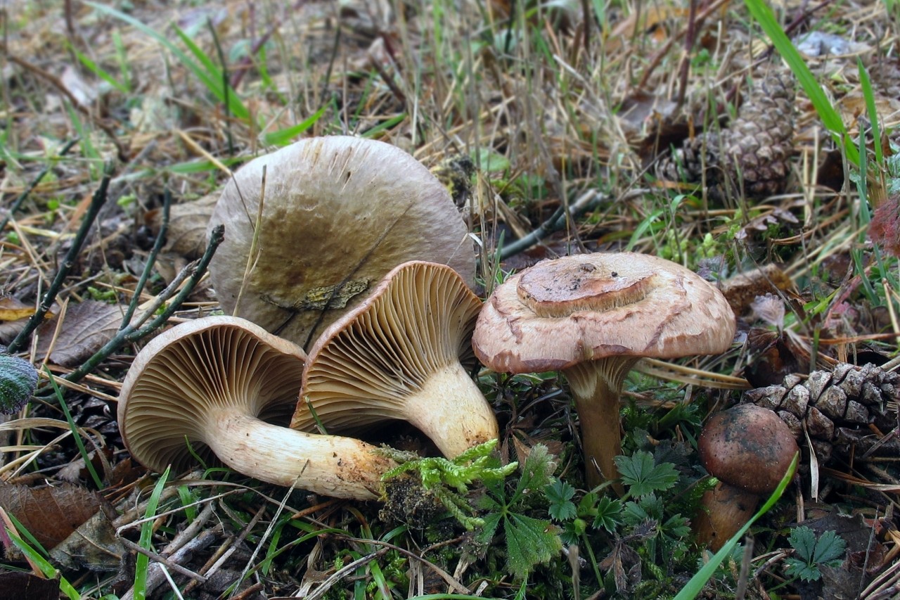 Большие пластинчатые грибы. Мокруха швейцарская гриб. Мокруха войлочная (Chroogomphus tomentosus). Пластинчатые грибы Ленинградской области. Пластинчатые грибы на севере.