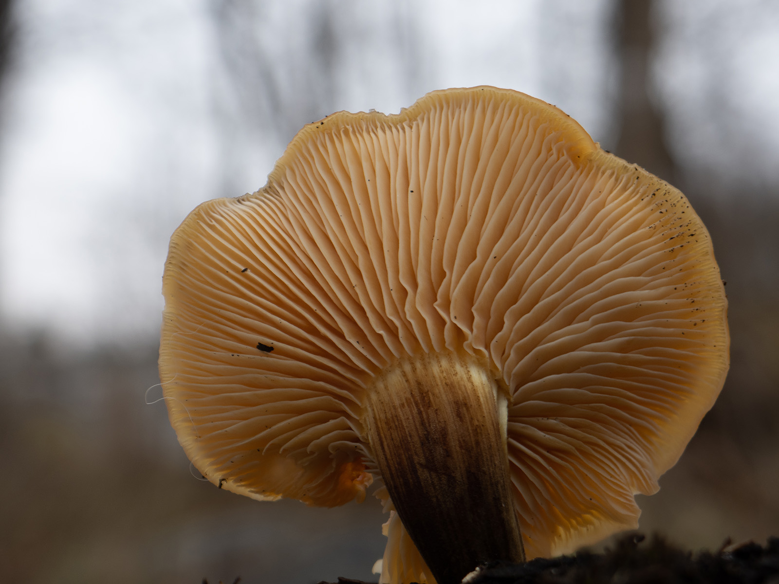 Большие пластинчатые грибы. Пластинчатые грибы. Пластинчатые грибы примеры.