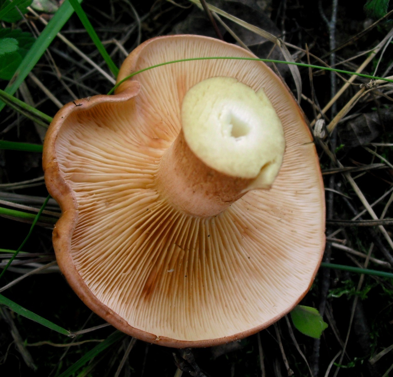 Пластинчатый гриб фото