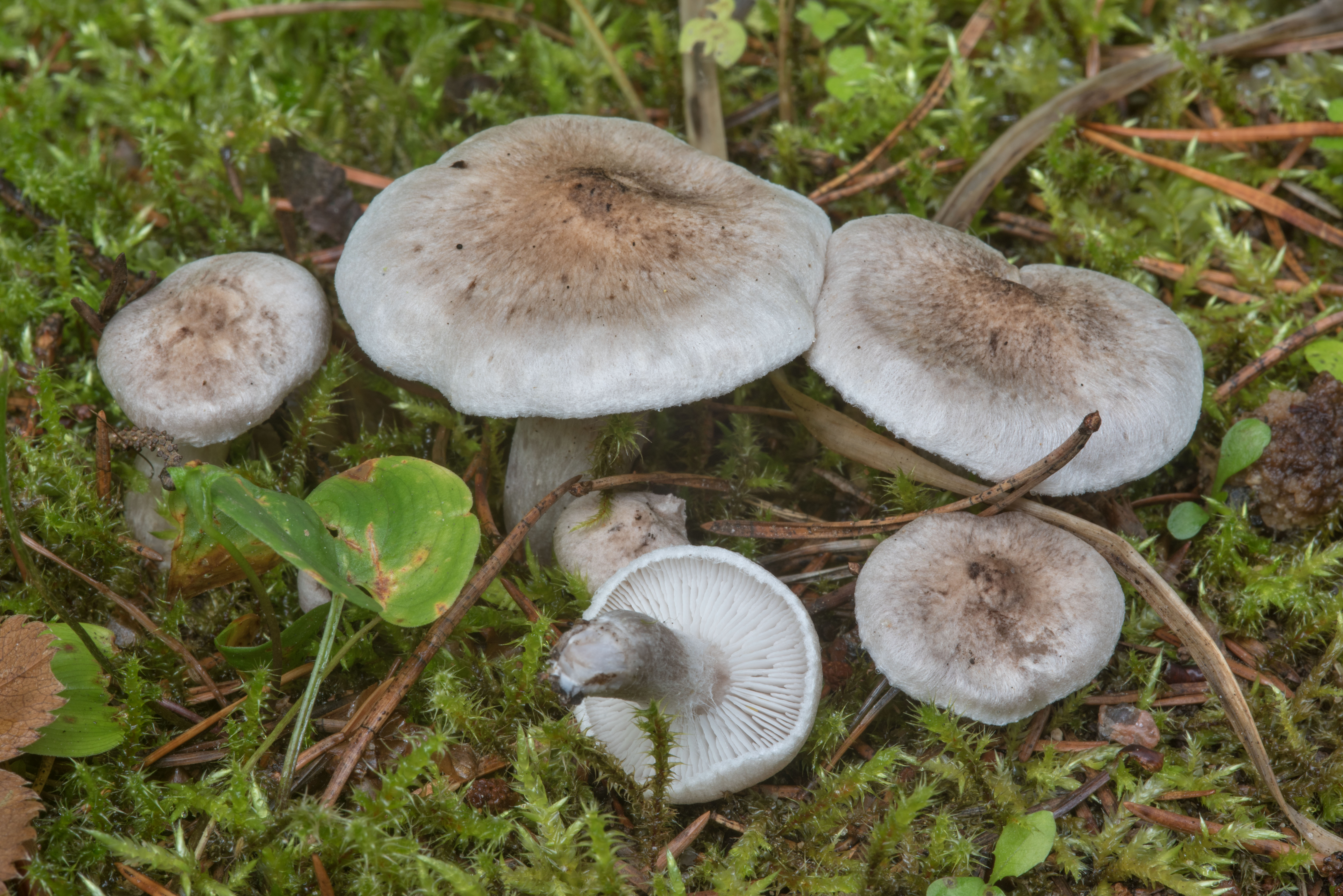 виды грибов рядовка фото