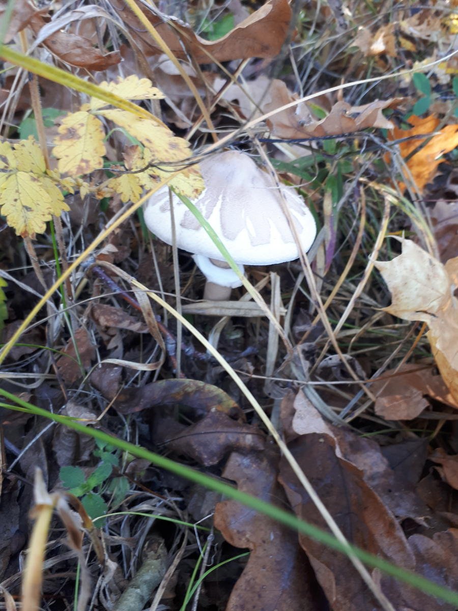 Грибы, растущие в Белгородской области. Какие грибы растут в Белгородской области?
