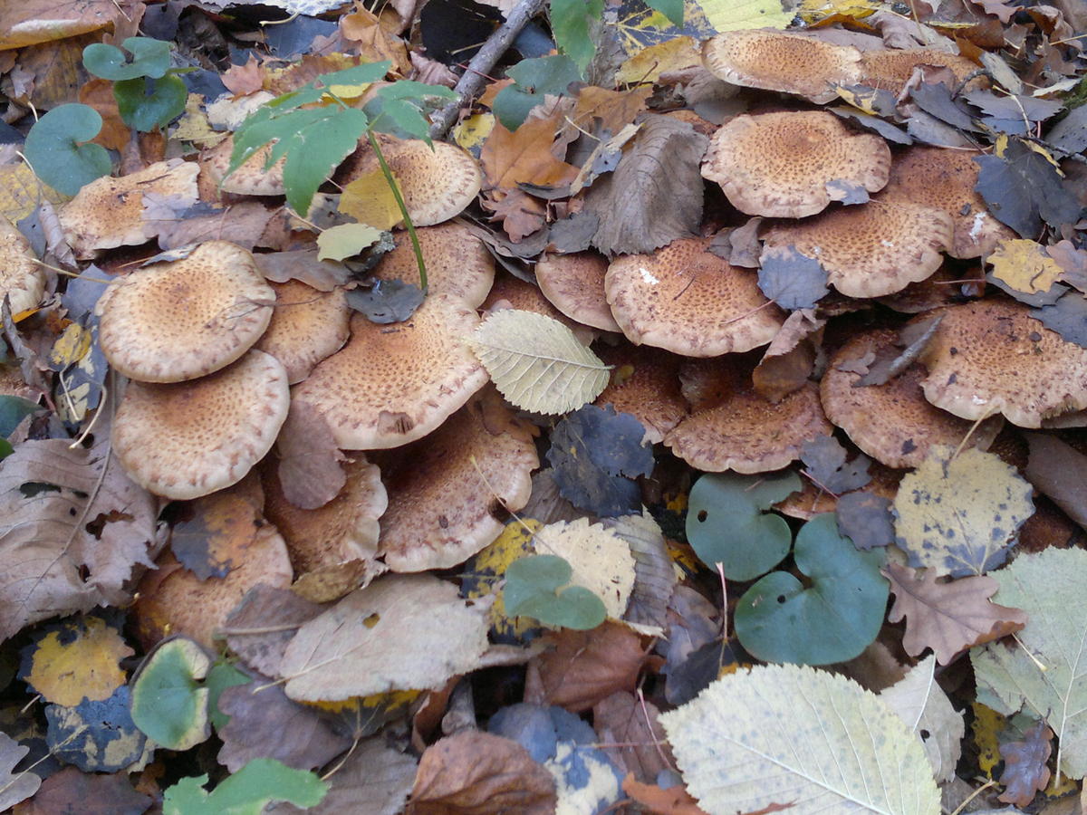 топольки грибы фото где растут