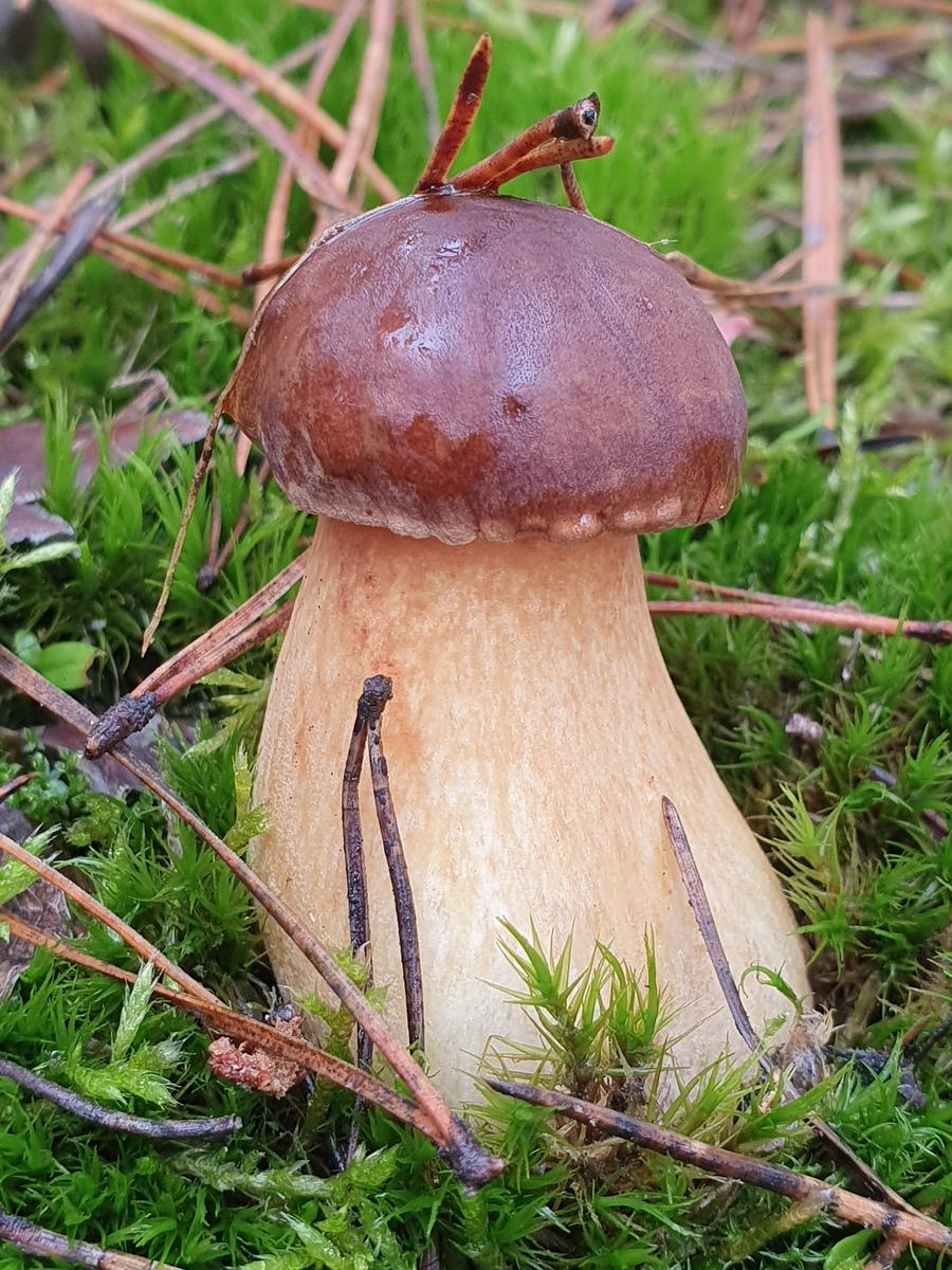 Осенние съедобные грибы Белгородской области