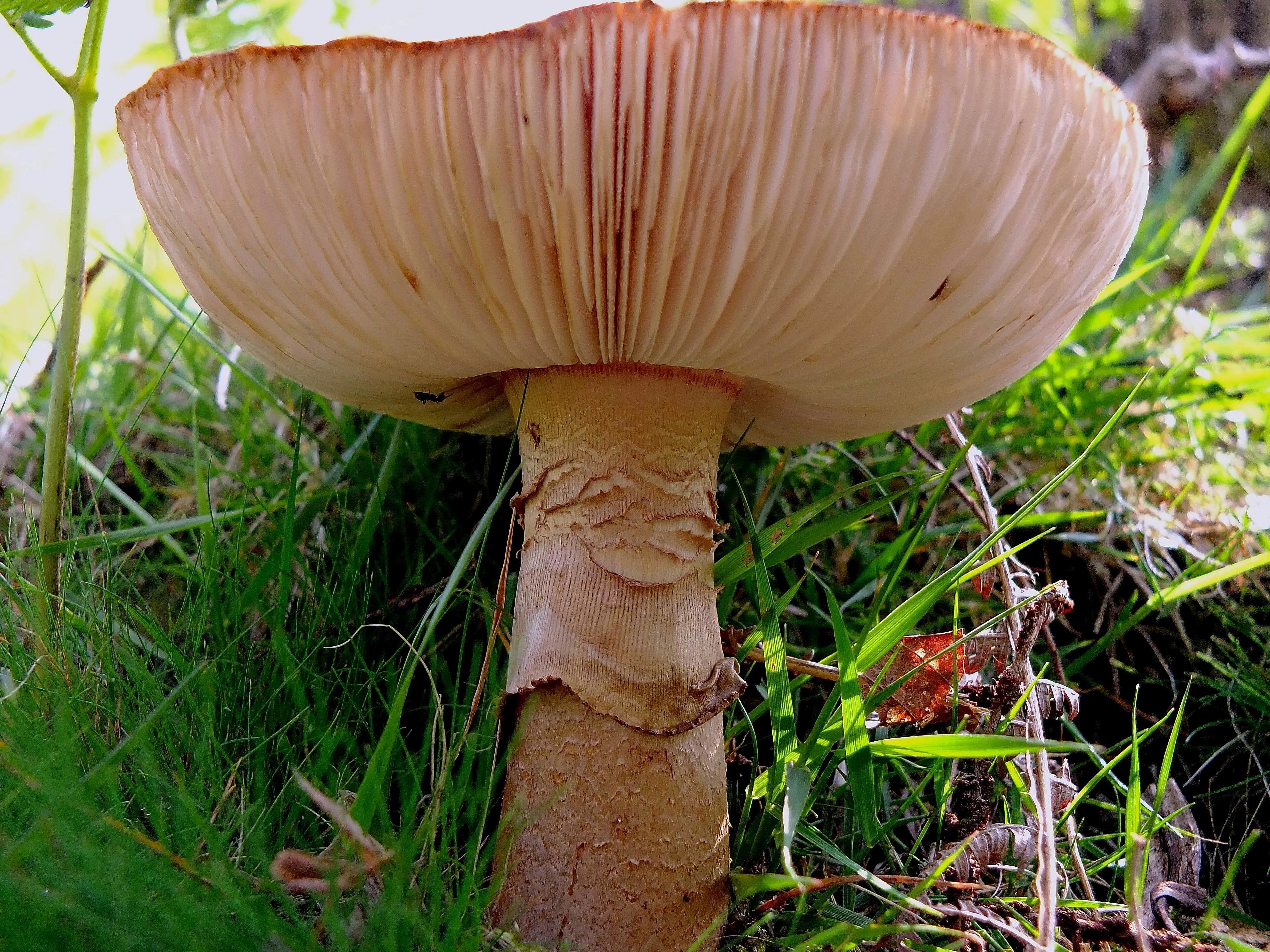 Луговые грибы