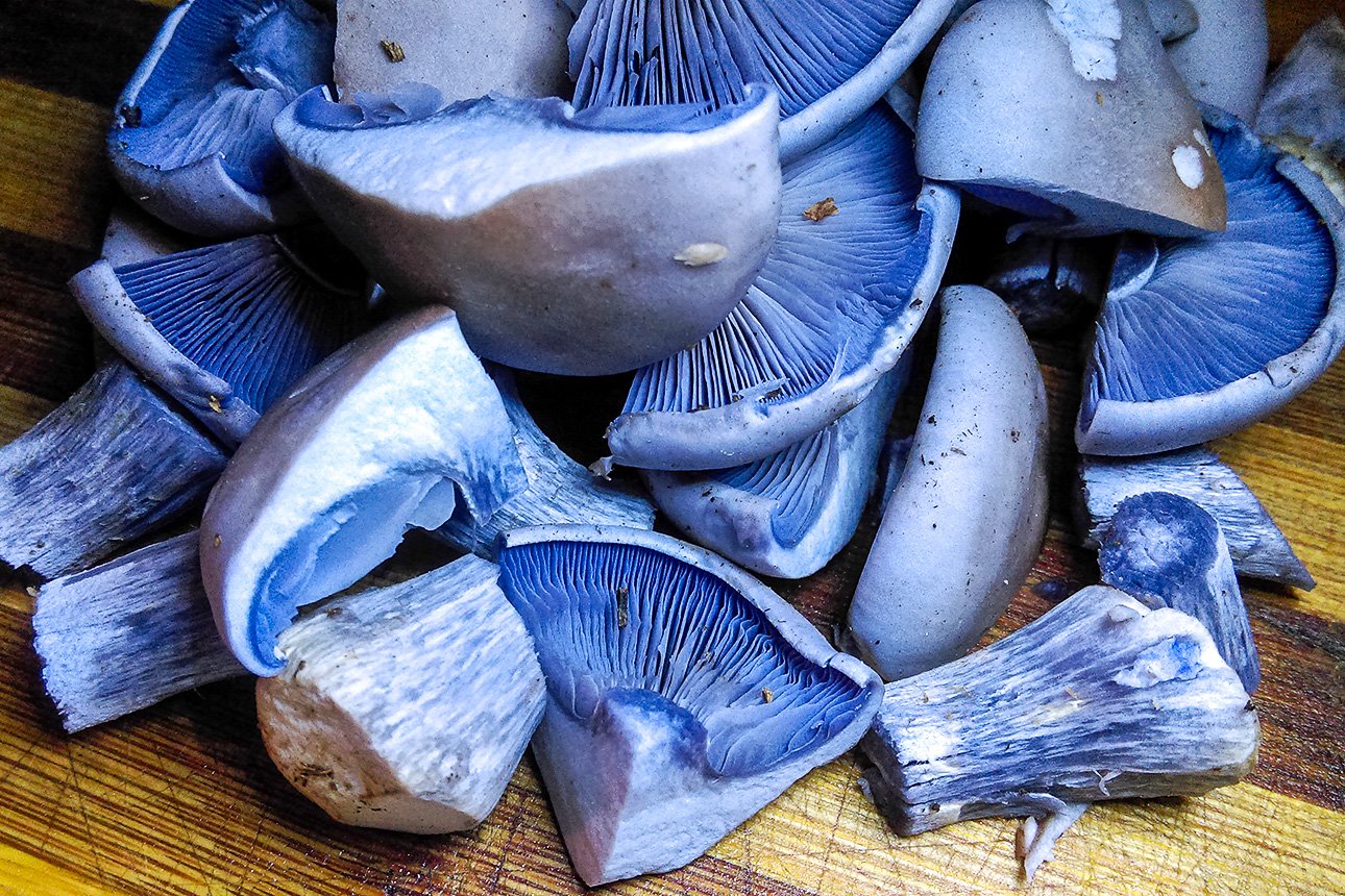 Синеножка гриб