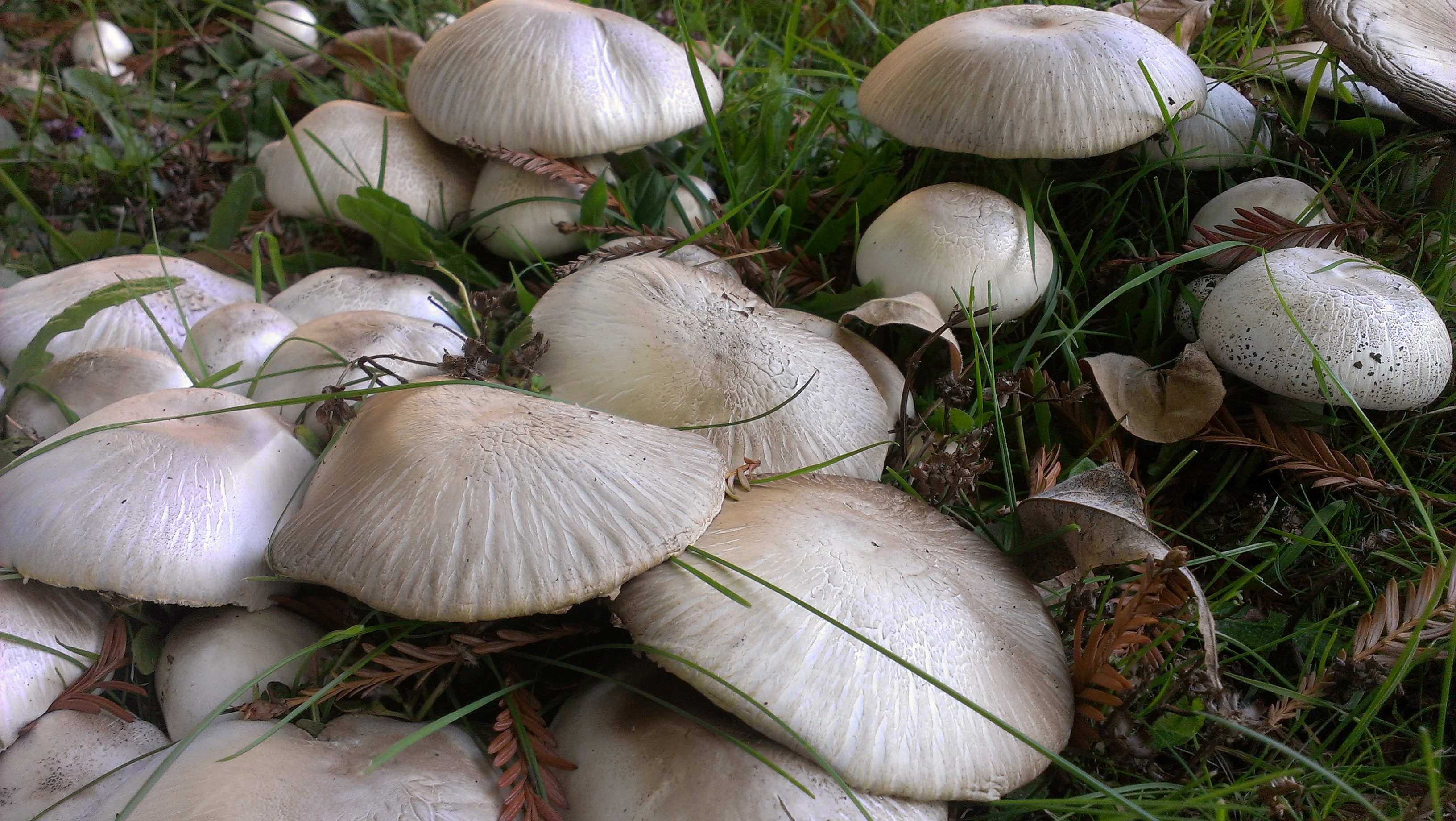 Луговой белый гриб
