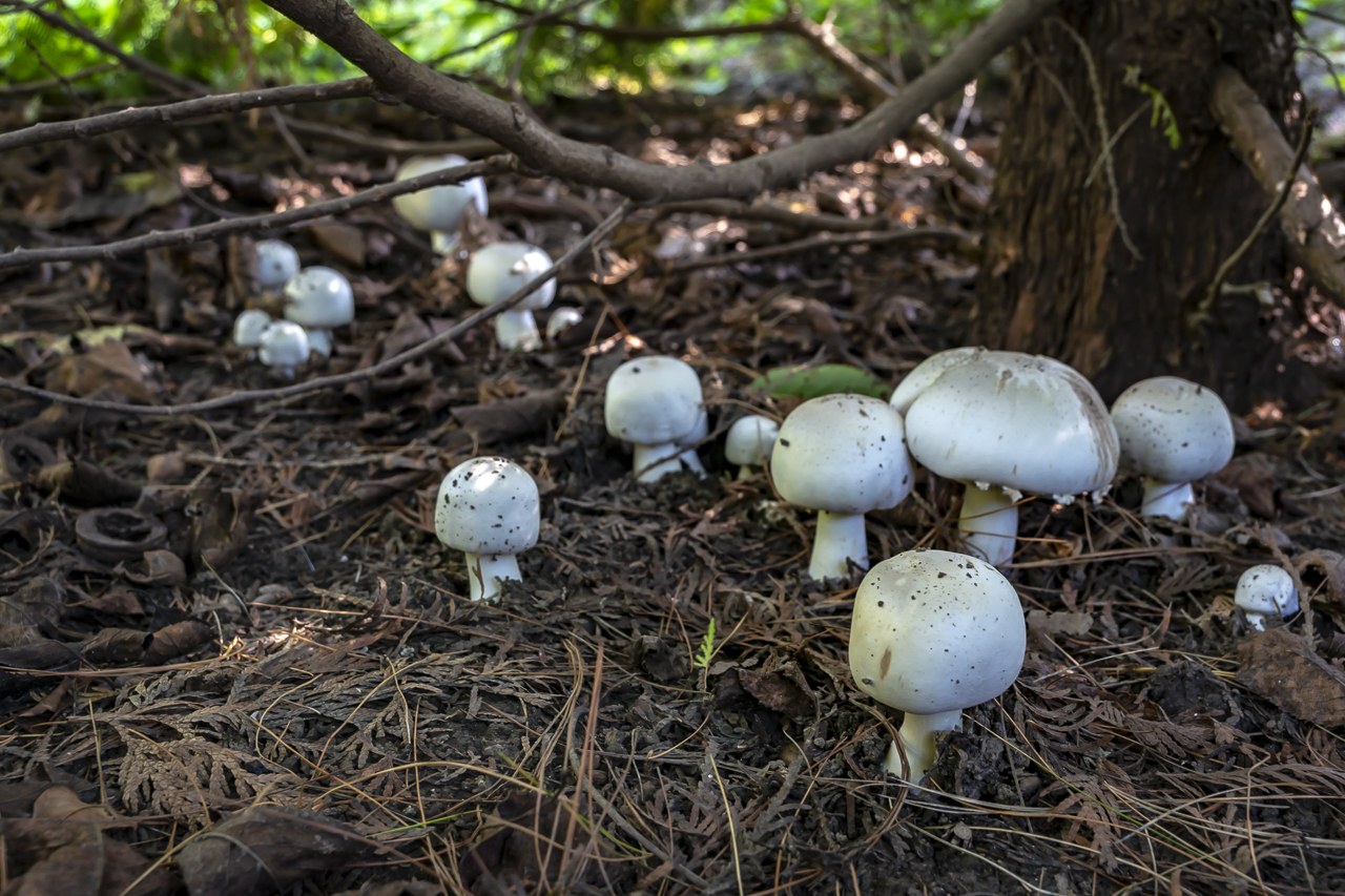 Несъедобные грибы шампиньон желтокожий