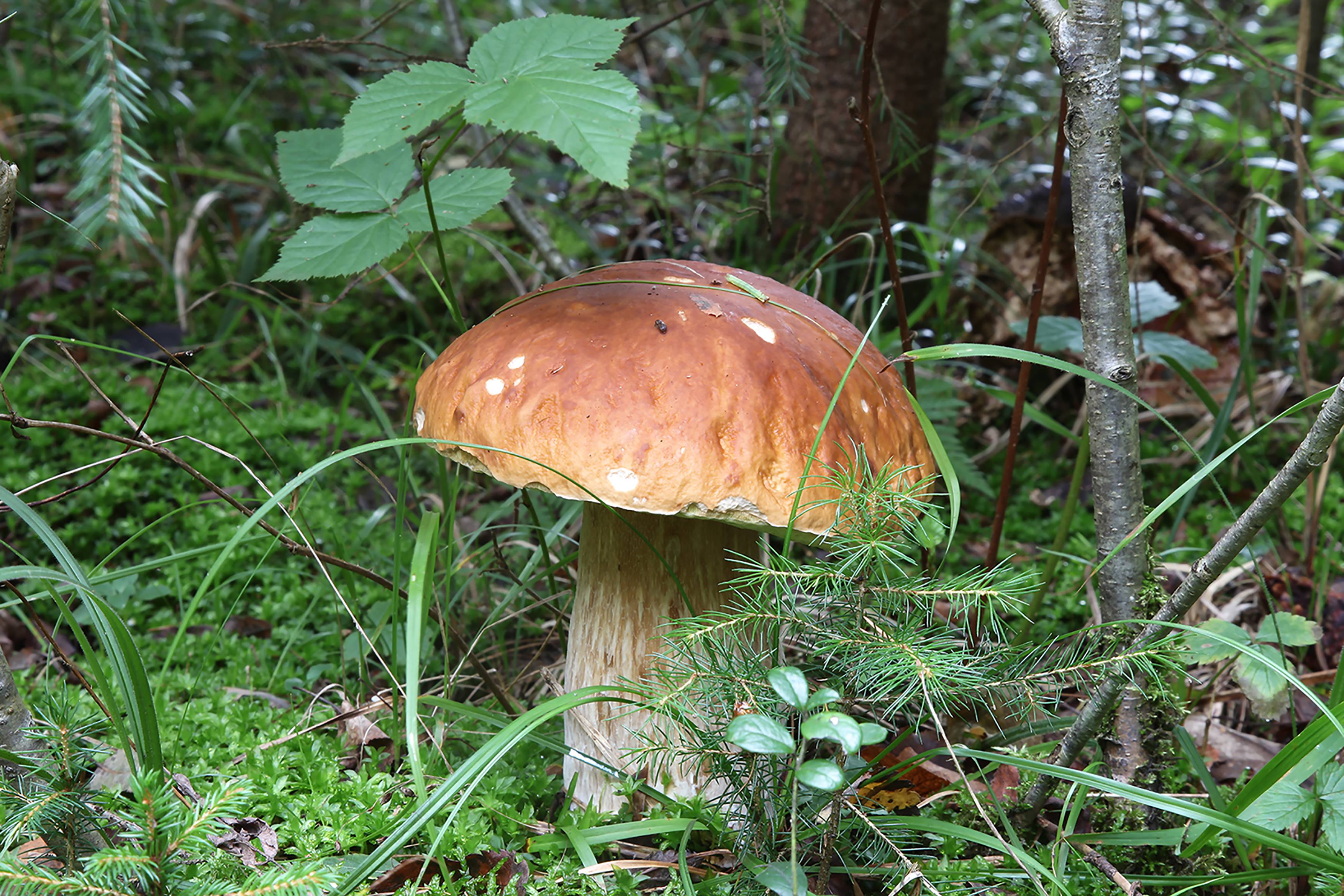 Первые летние грибы
