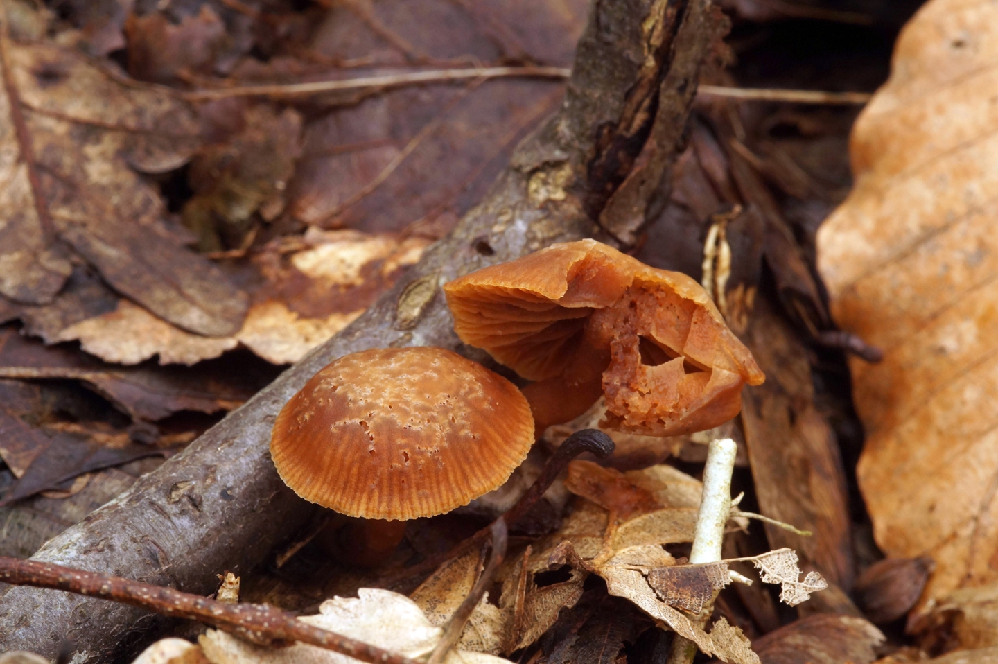 осенние грибы на кубани фото названия