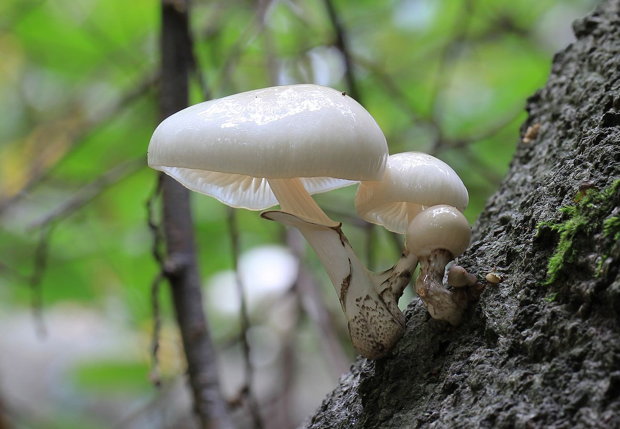 Удемансиелла слизистая (Porcelain fungus)