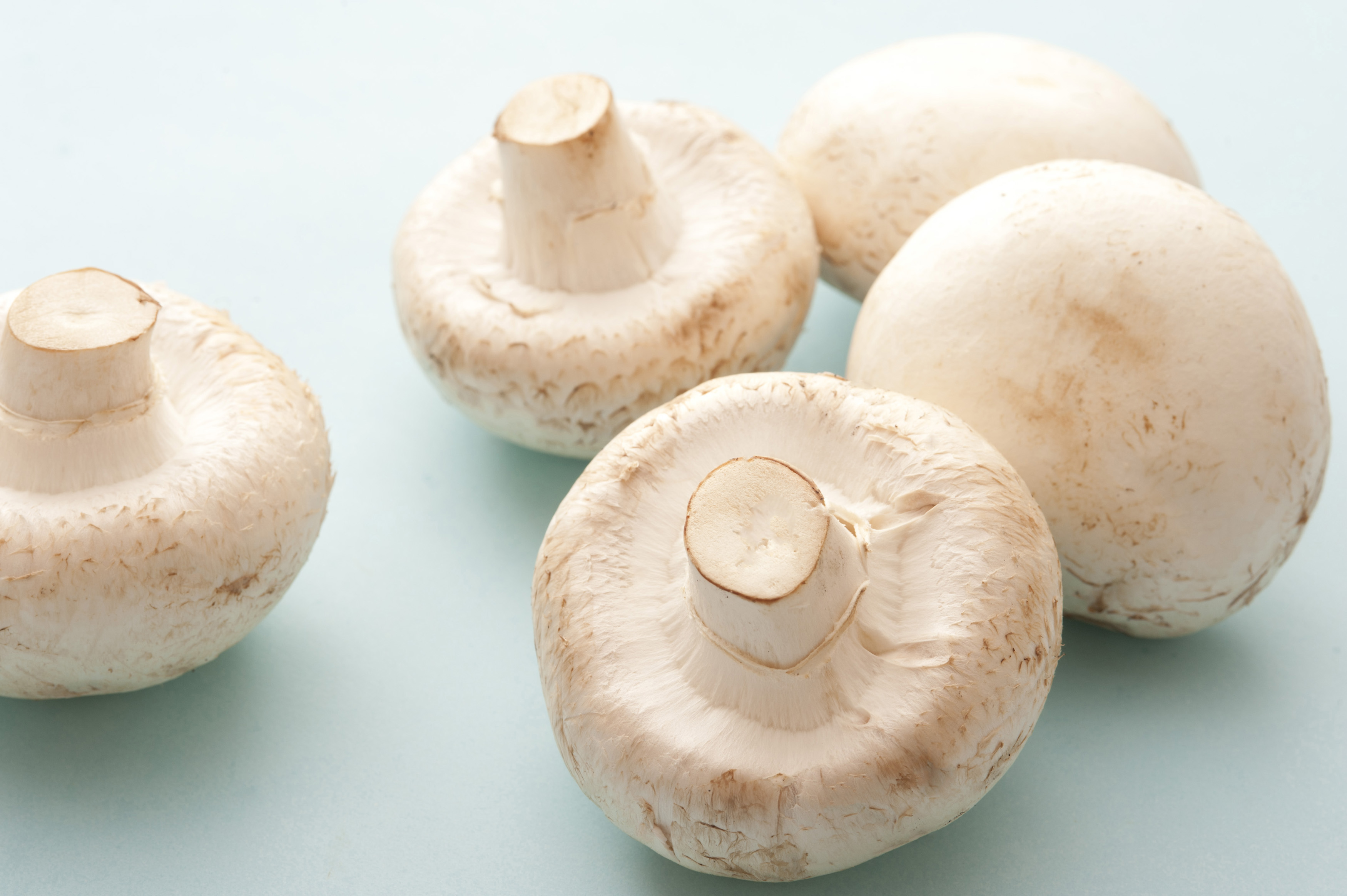 Шампиньон полезный гриб