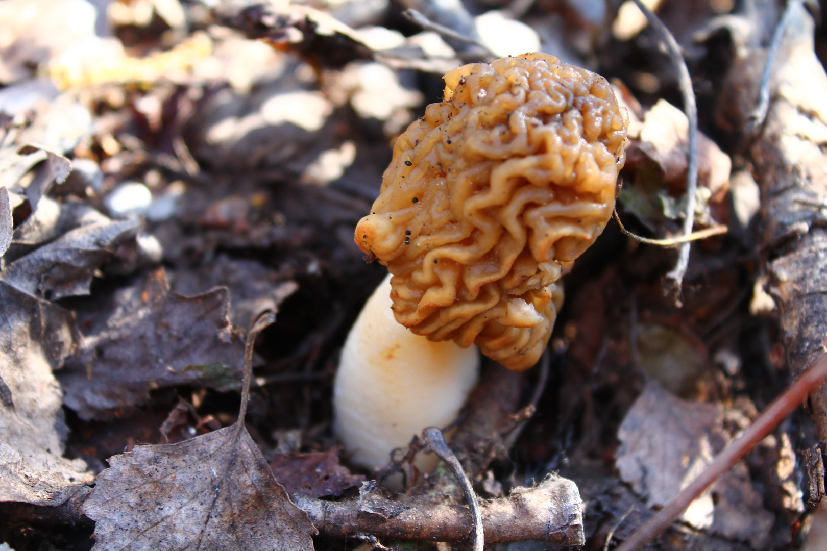 Весенний гриб с коричневой шляпкой