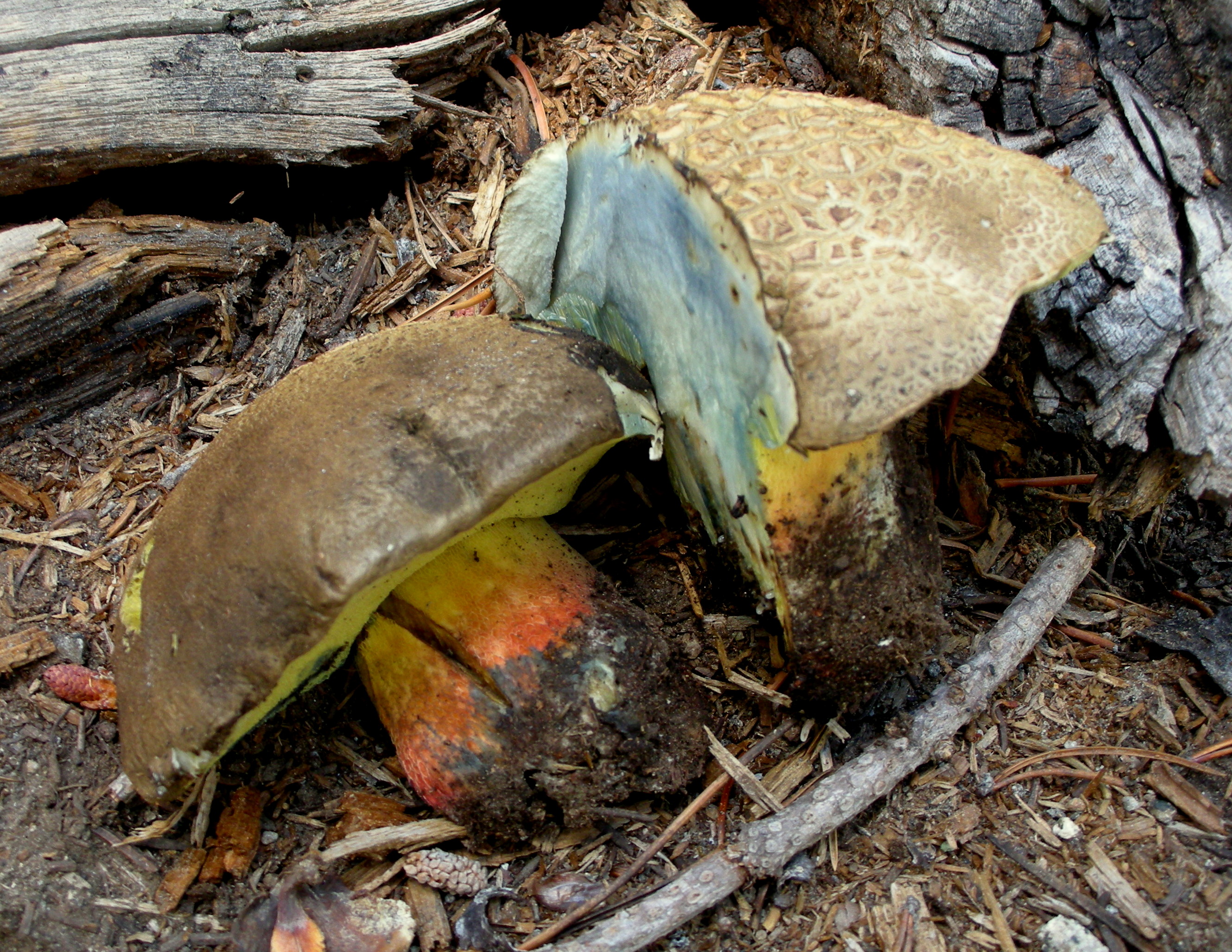 Боровик несъедобный Boletus calopus