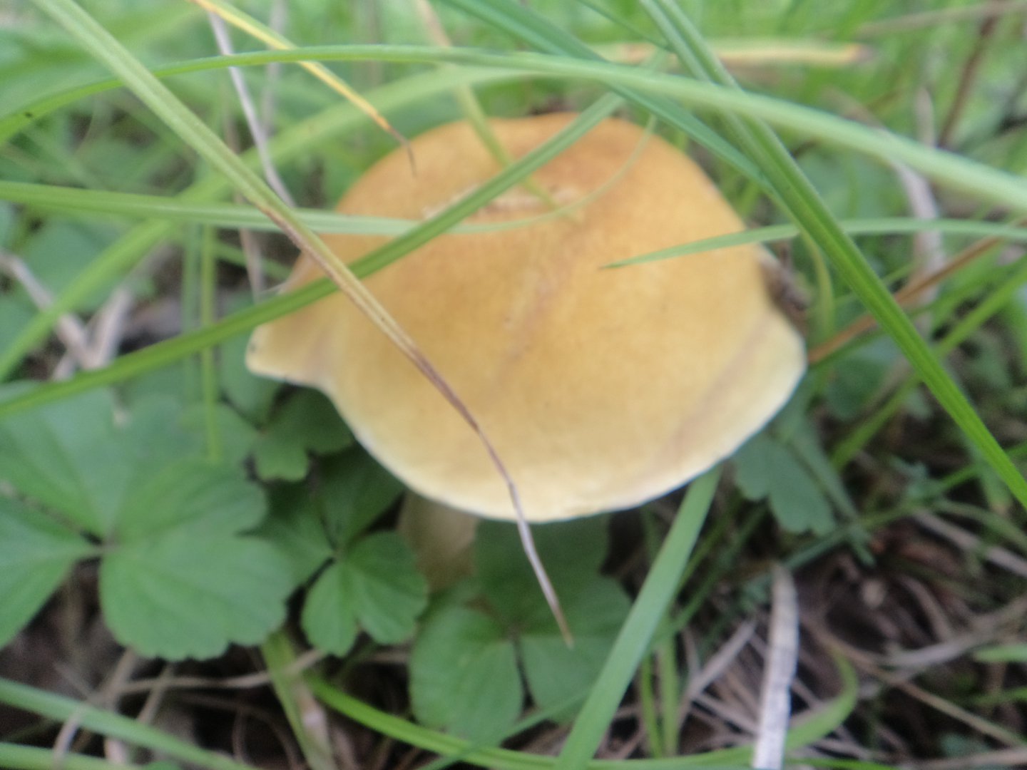 Съедобные грибы Амурской области