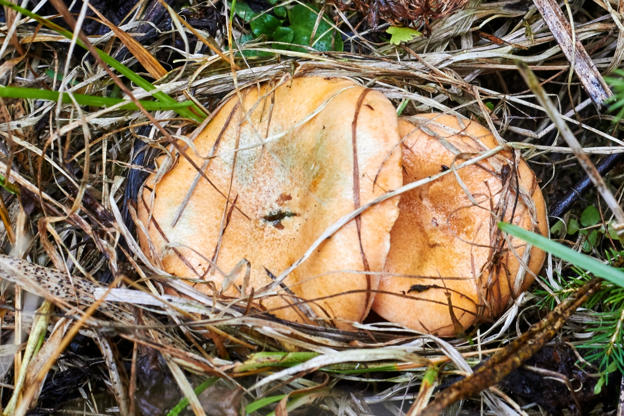 Съедобные грибы самарской области фото и описание
