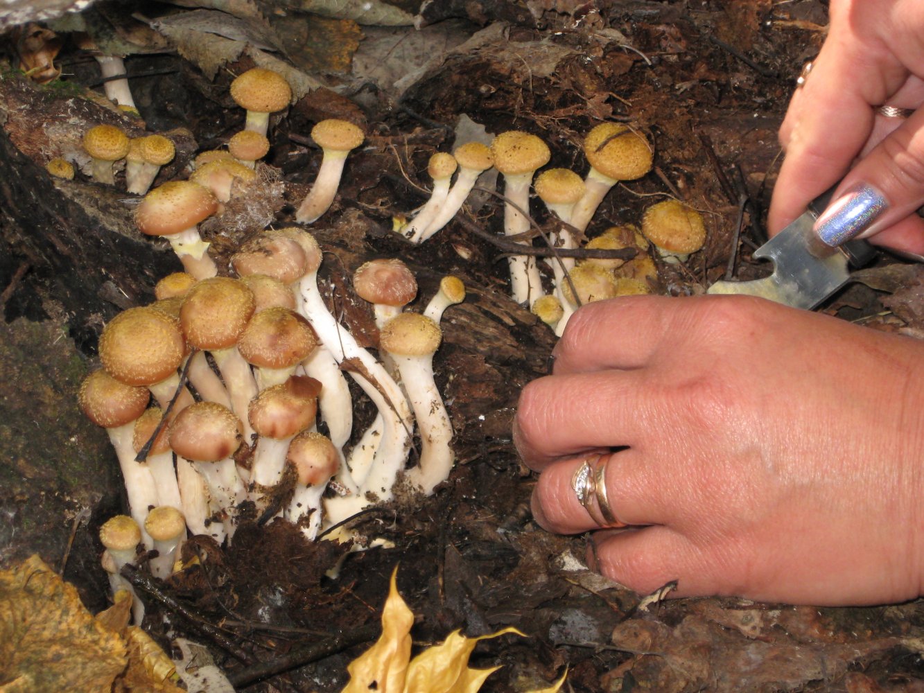 В мае какие грибы растут съедобные фото