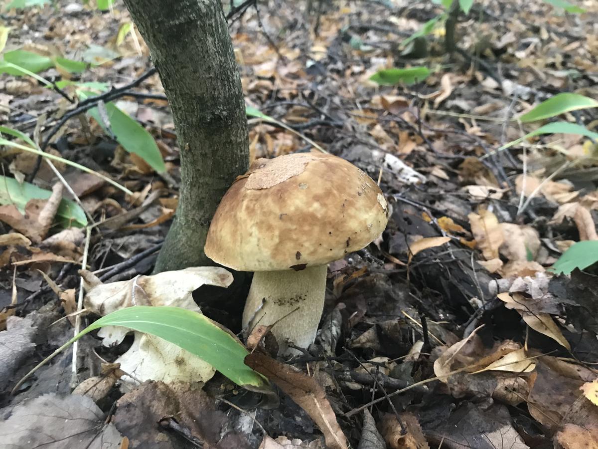 Белые грибы в Самарской области
