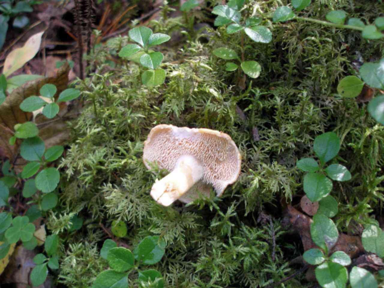 медвежьи ушки грибы фото