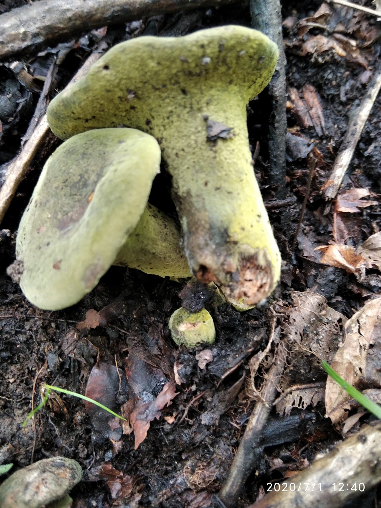 Гипомицес гриб зеленый