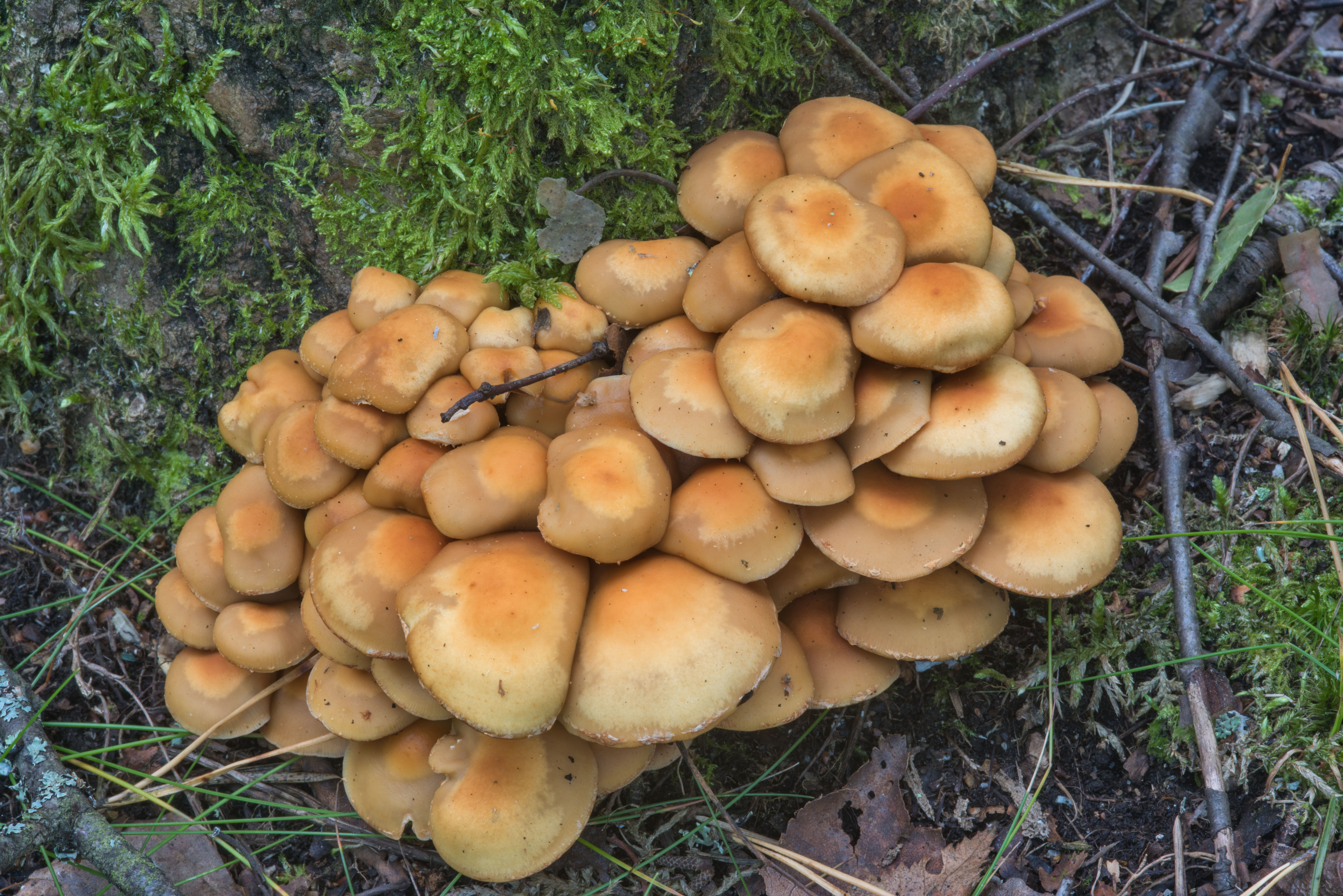 Варушки грибы