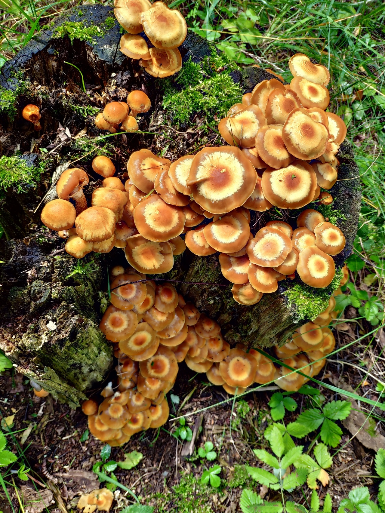 Опята грибы съедобные фото как выглядят