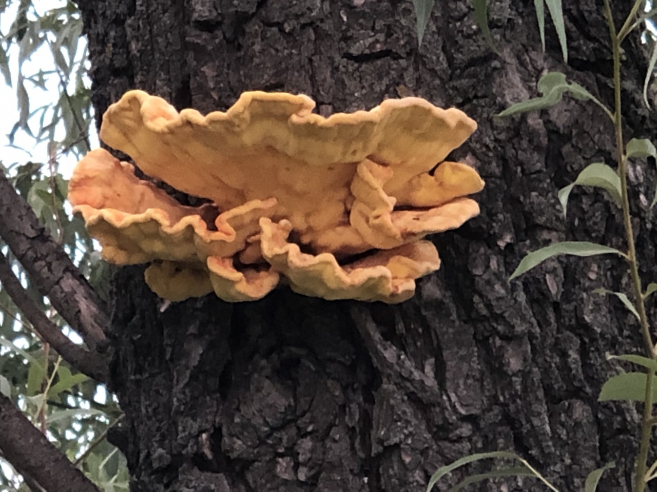 Желтый гриб на дереве