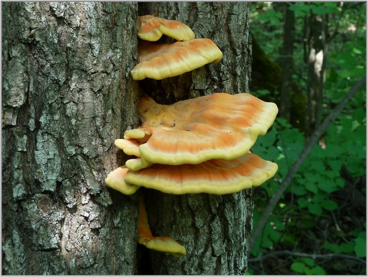 Древесный гриб трутовик древесный гриб трутовик