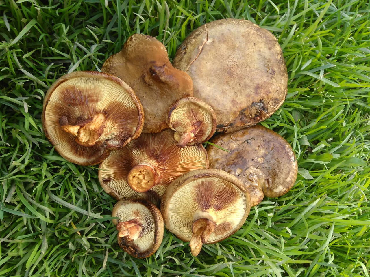 Синюшки грибы