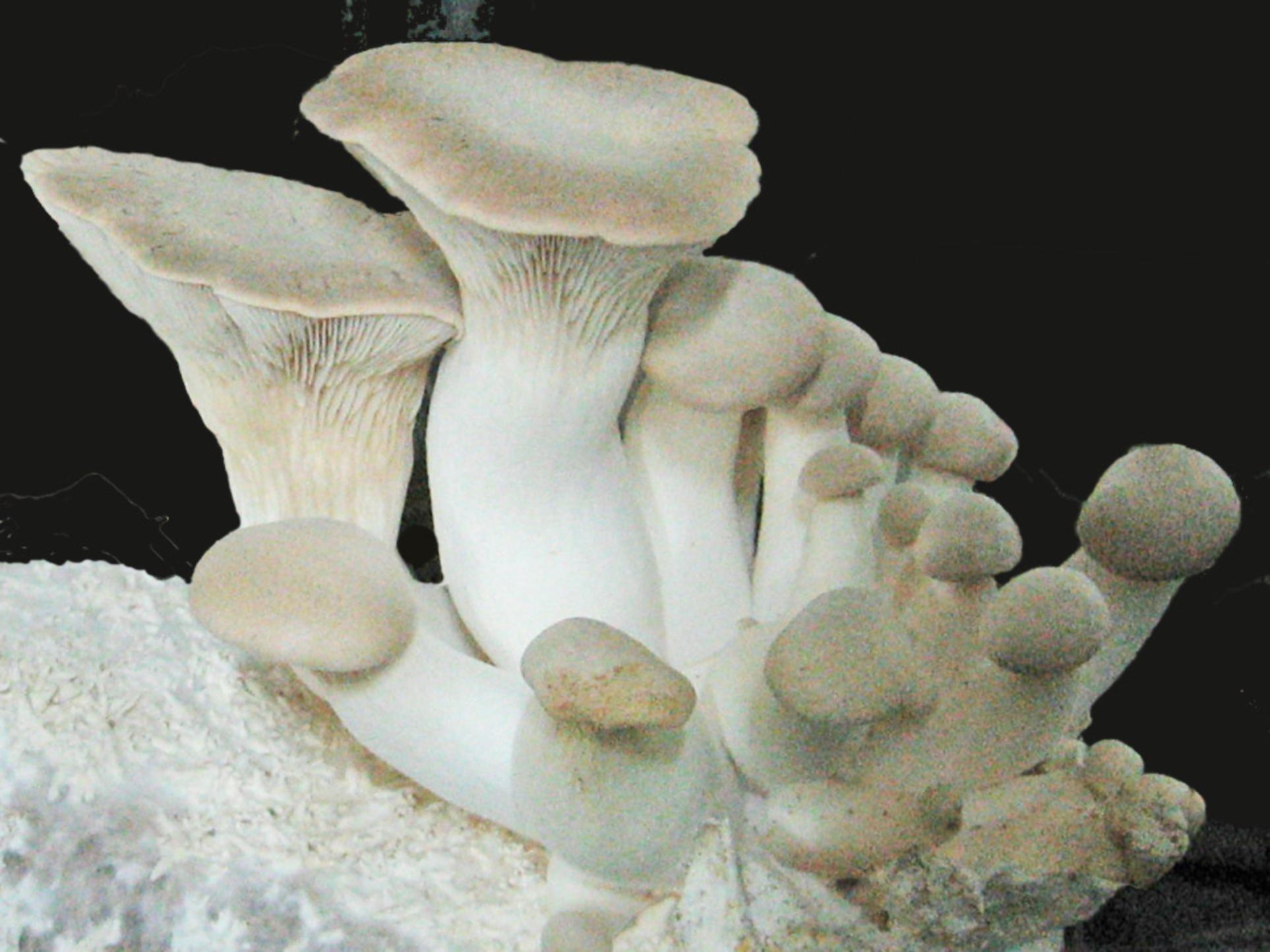 Степной белый гриб (Pleurotus eryngii)