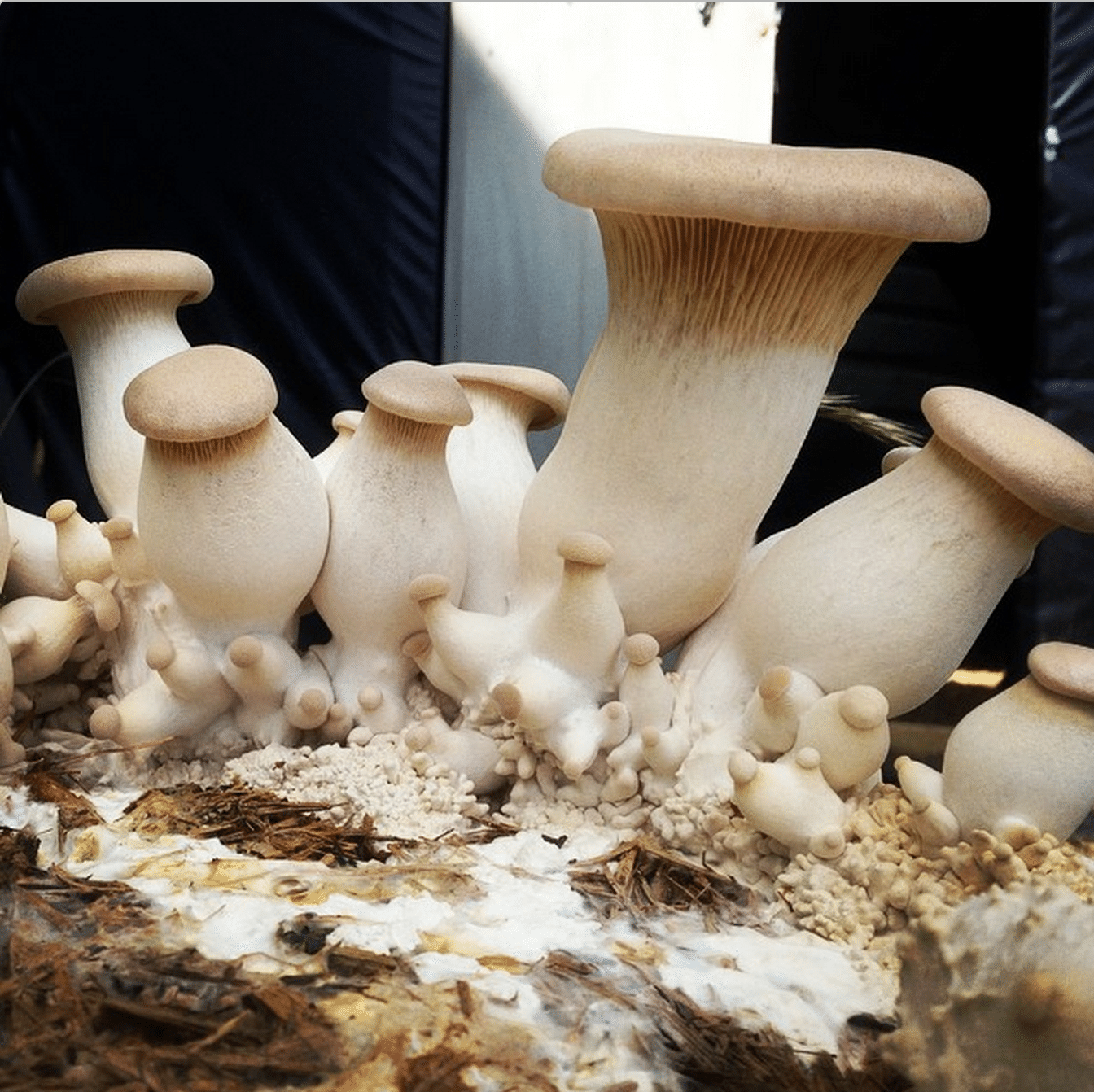 Корейские грибы Еринги