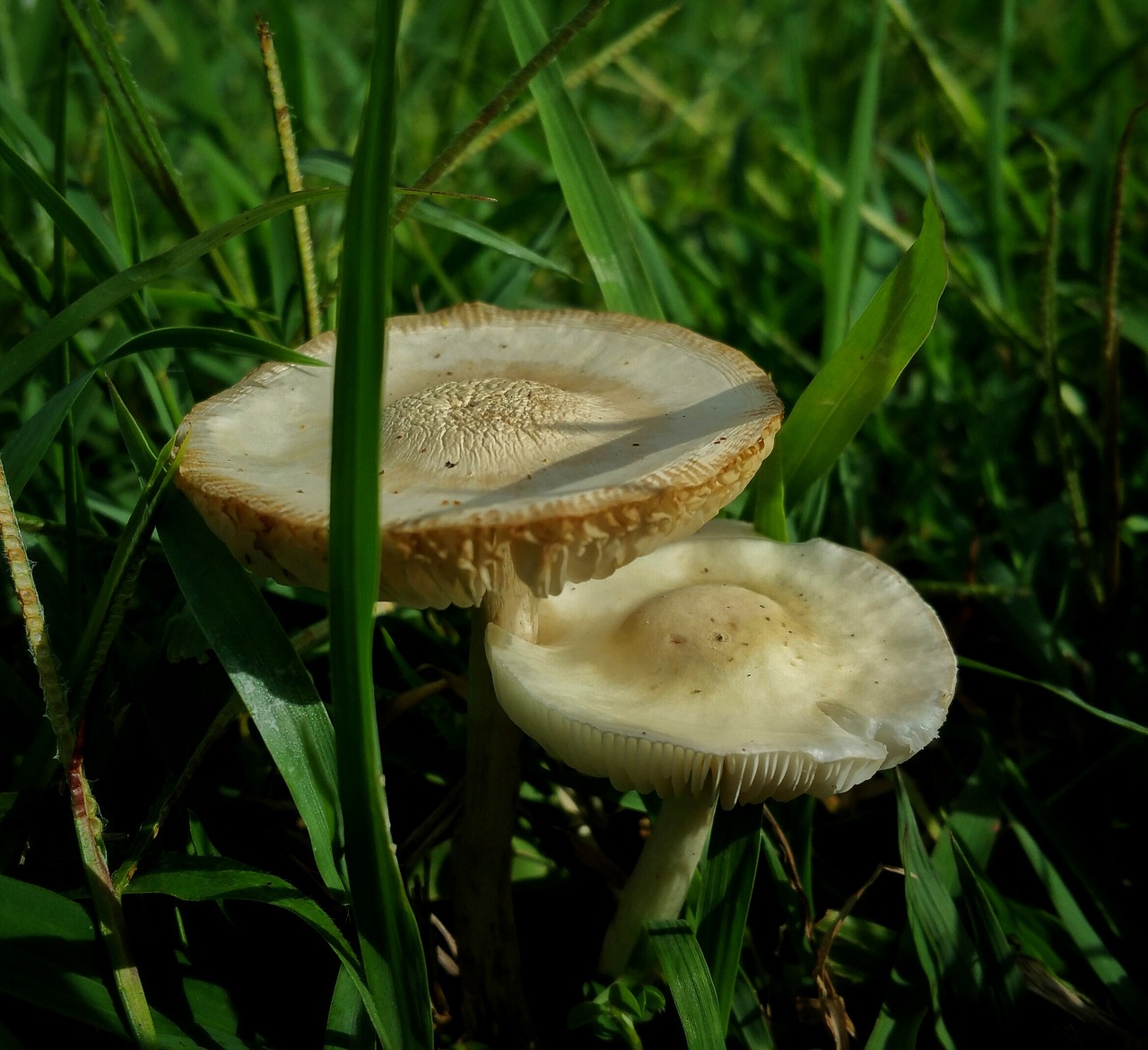 Полевые грибы Кубани