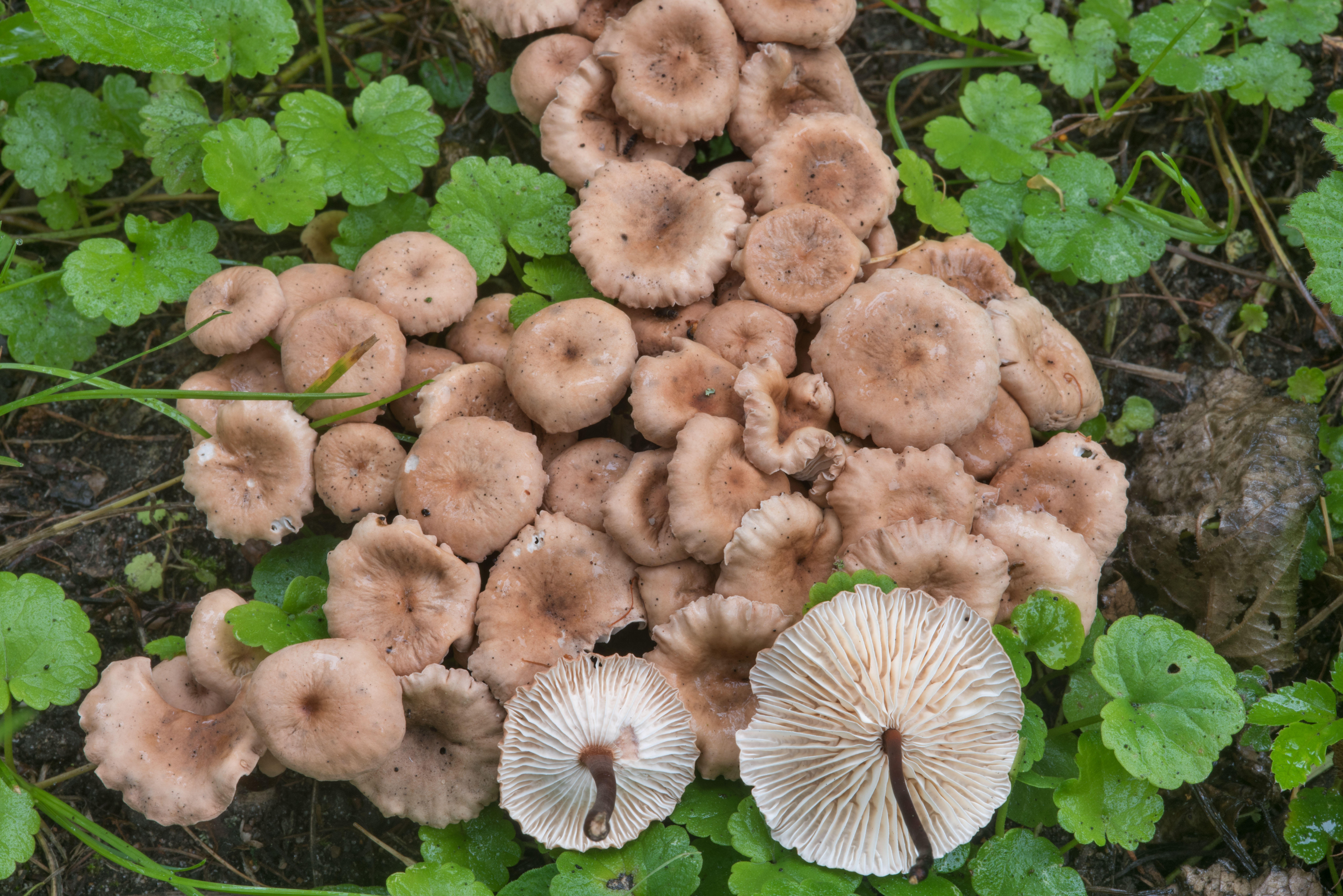 Как выглядит гриб чесночник фото и описание
