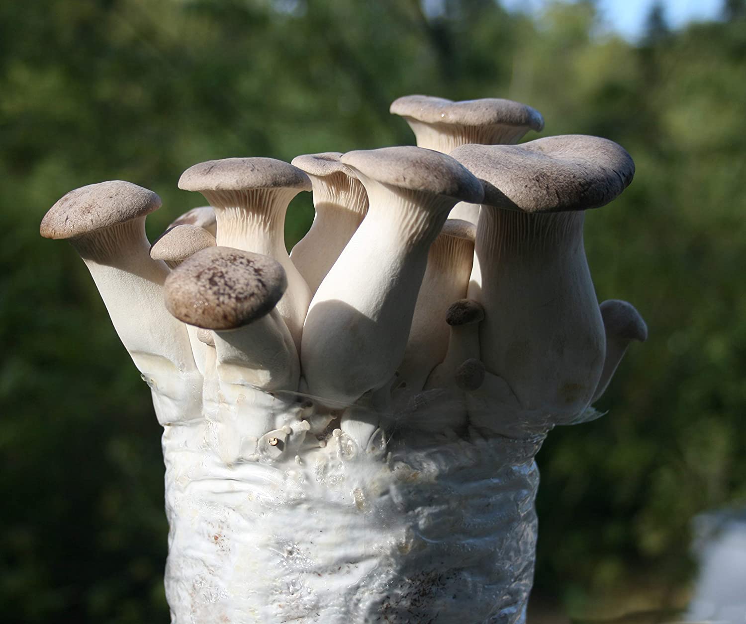 Eryngii Mushroom Grower