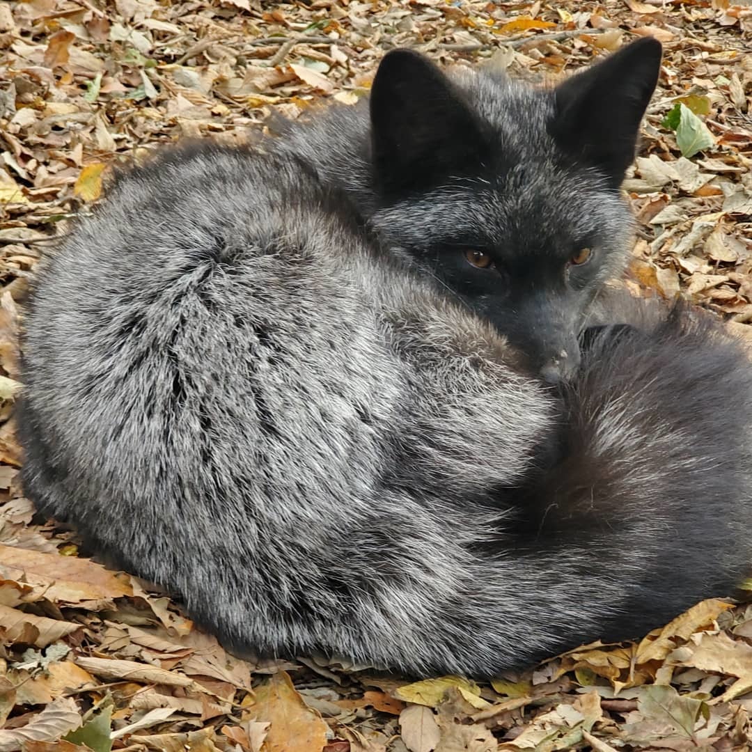 Чернобурая лисица звероферма